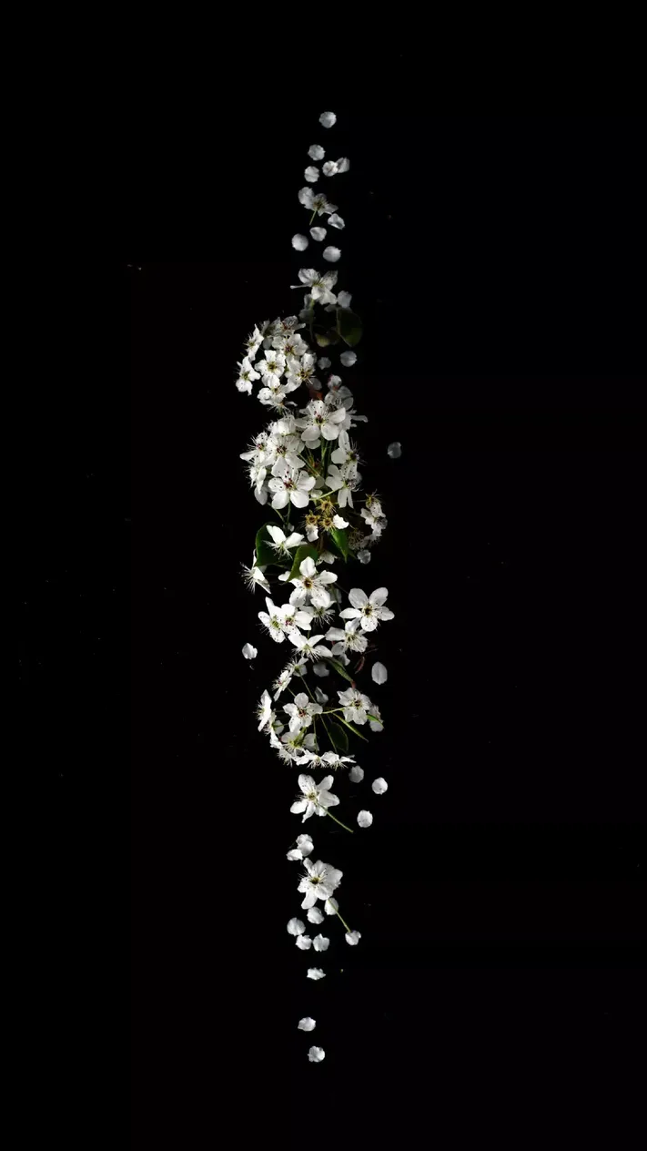 Photo by 壁纸迷