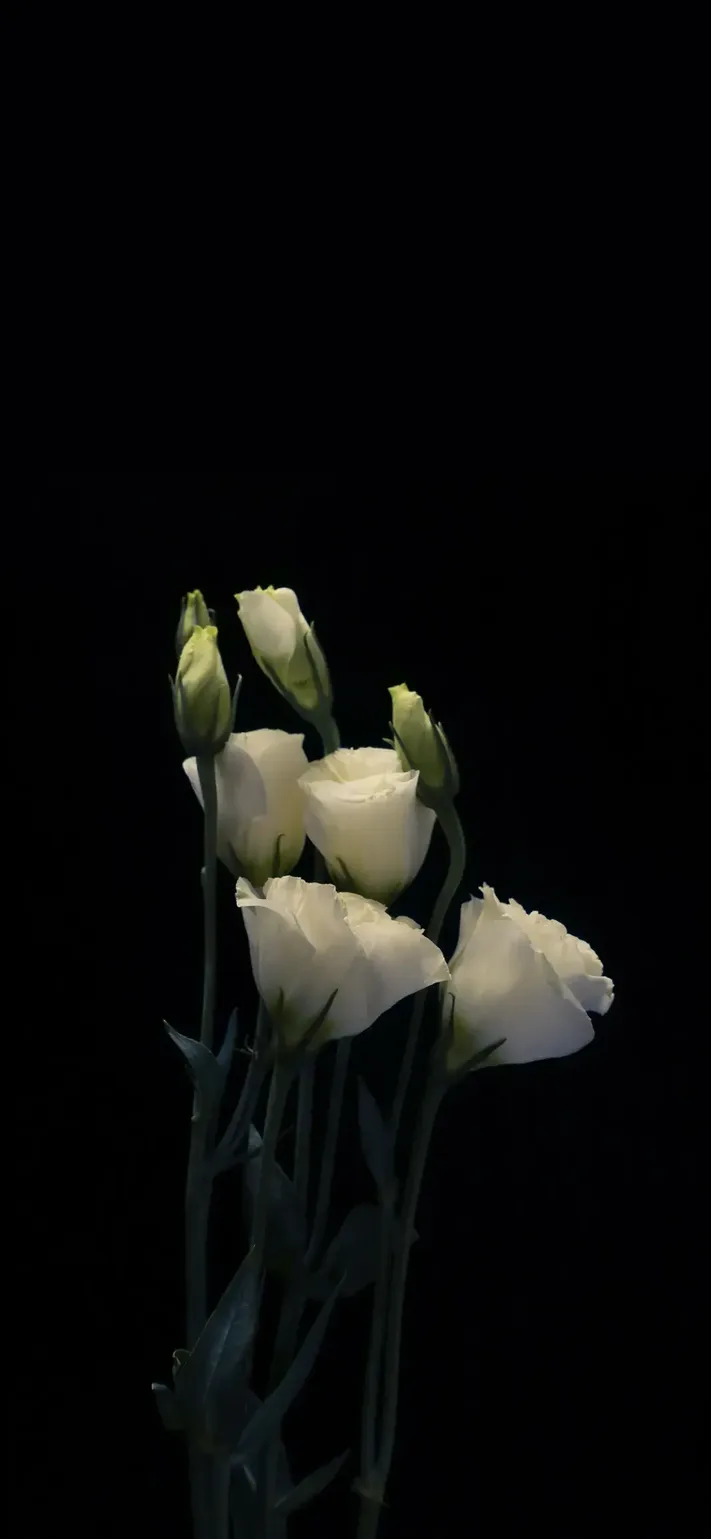 Photo by 壁纸迷