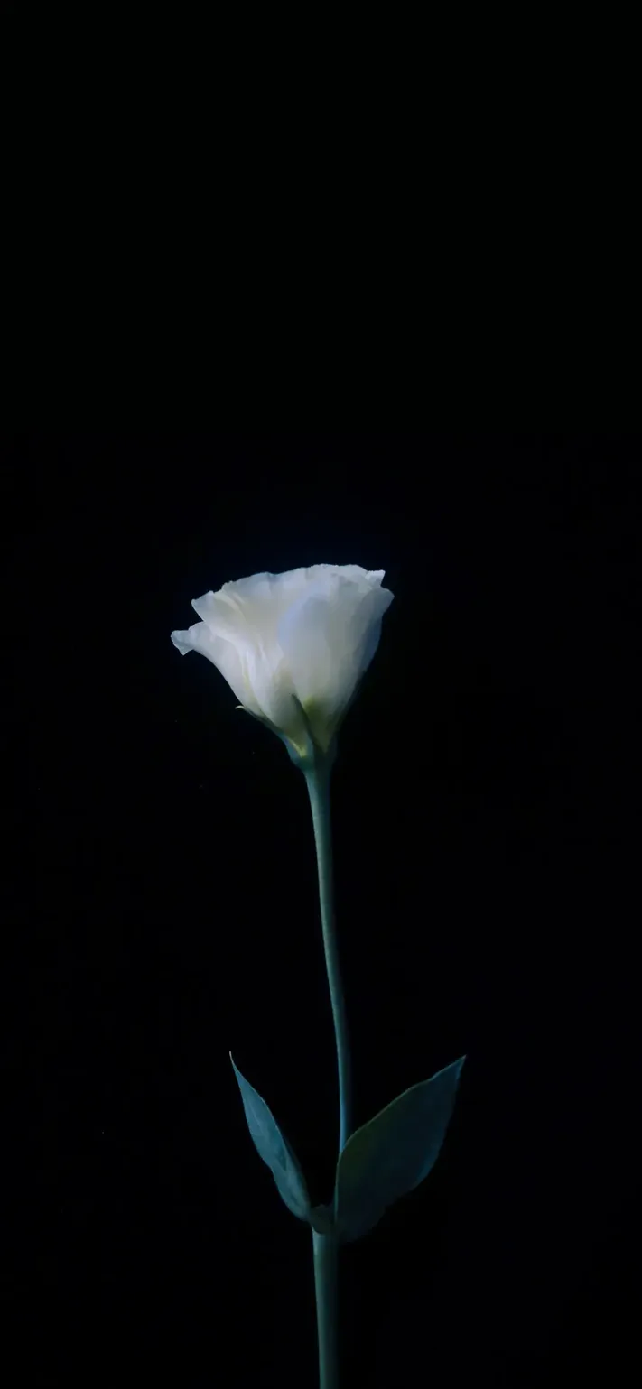 Photo by 壁纸迷