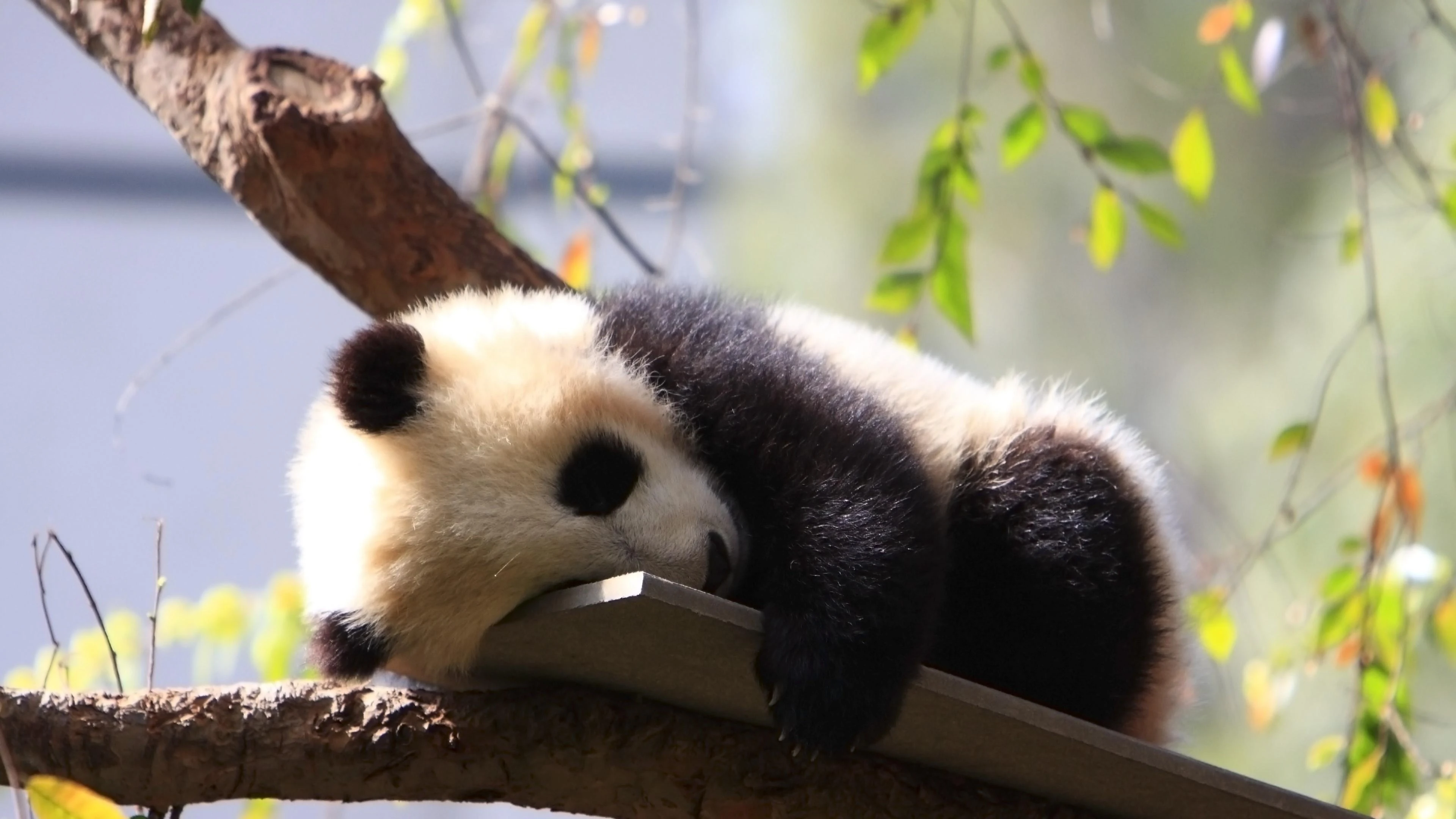 大熊猫图片大全 萌宠熊猫高清摄影素材