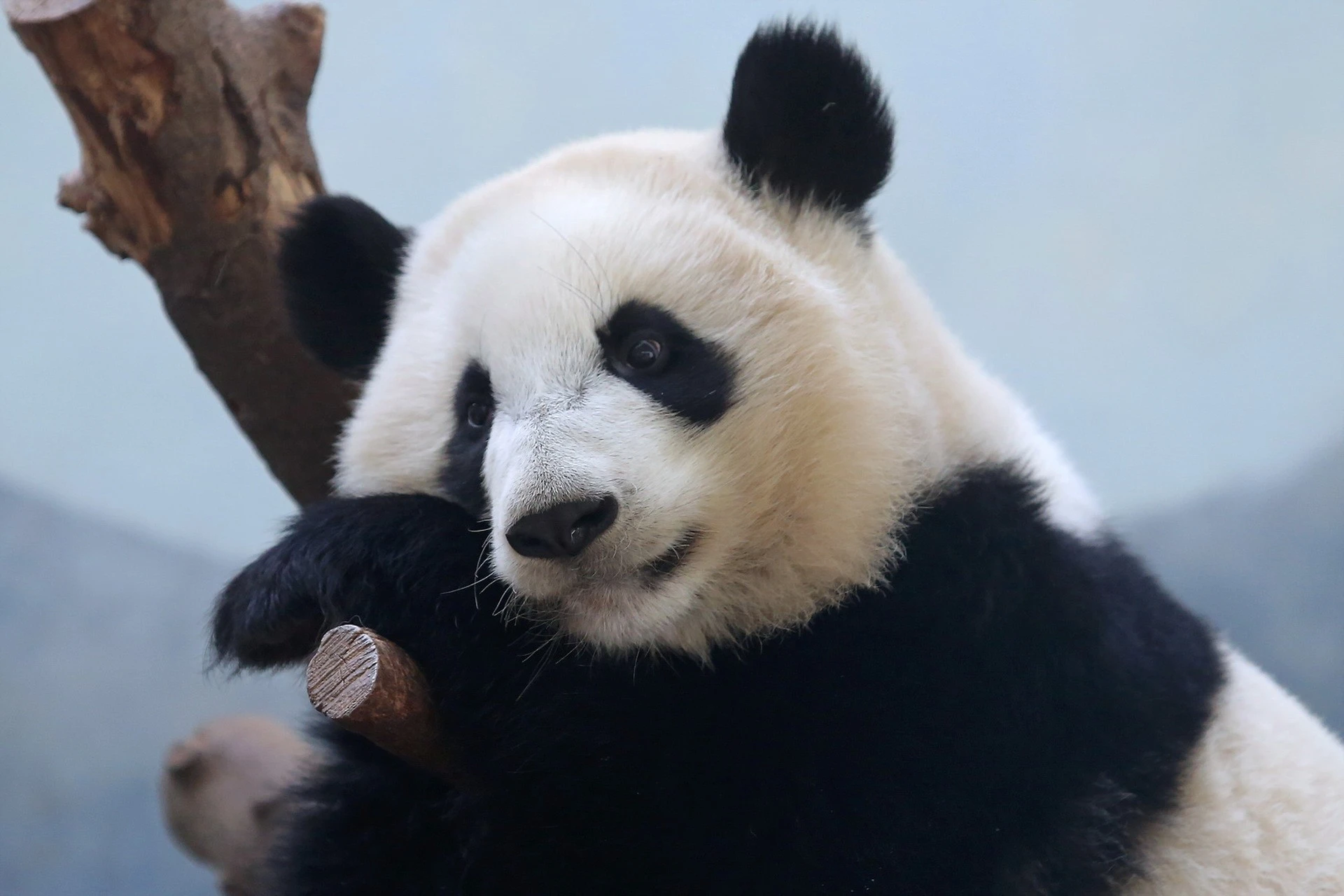 萌宠大熊猫图片合集 熊猫壁纸免费下载