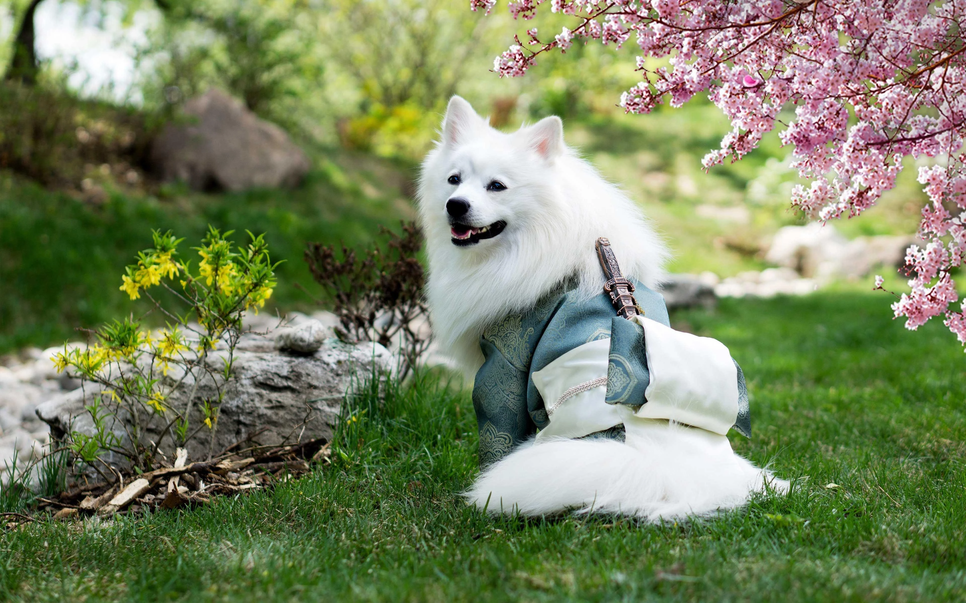 4k动物图片 狗撒娇 可爱写真
