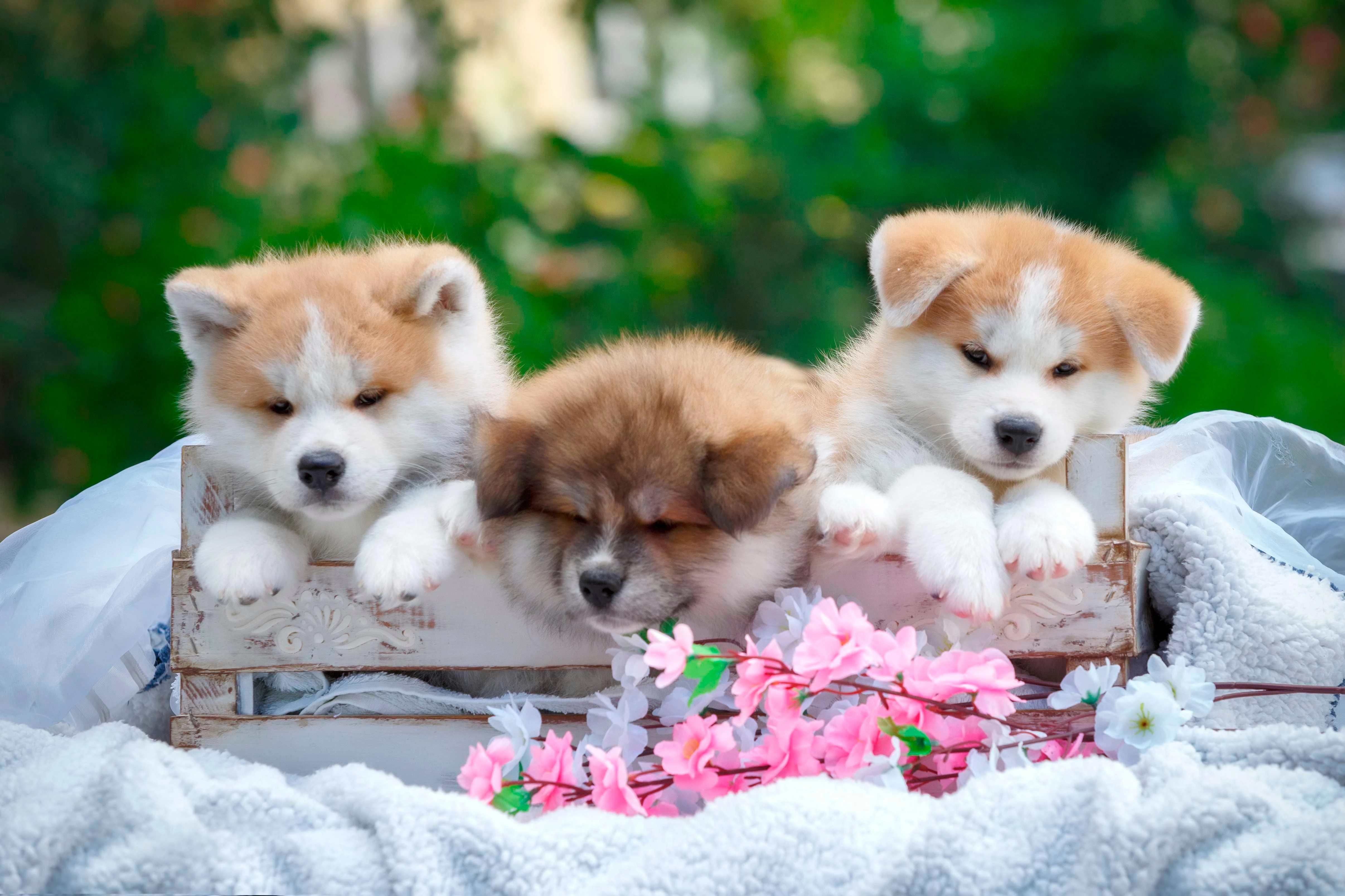 4k动物图片 狗探索环境 生动写真