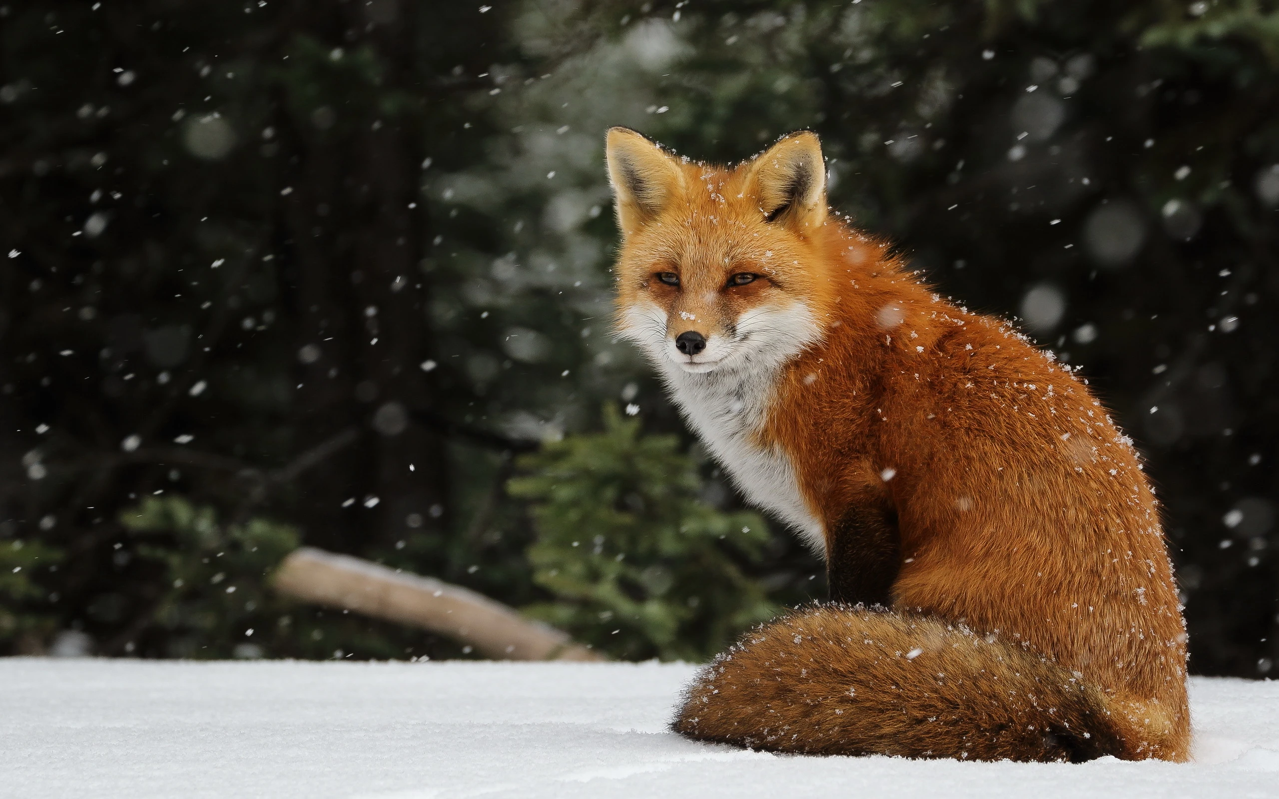 萌宠狐狸摄影 狐狸高清图片壁纸