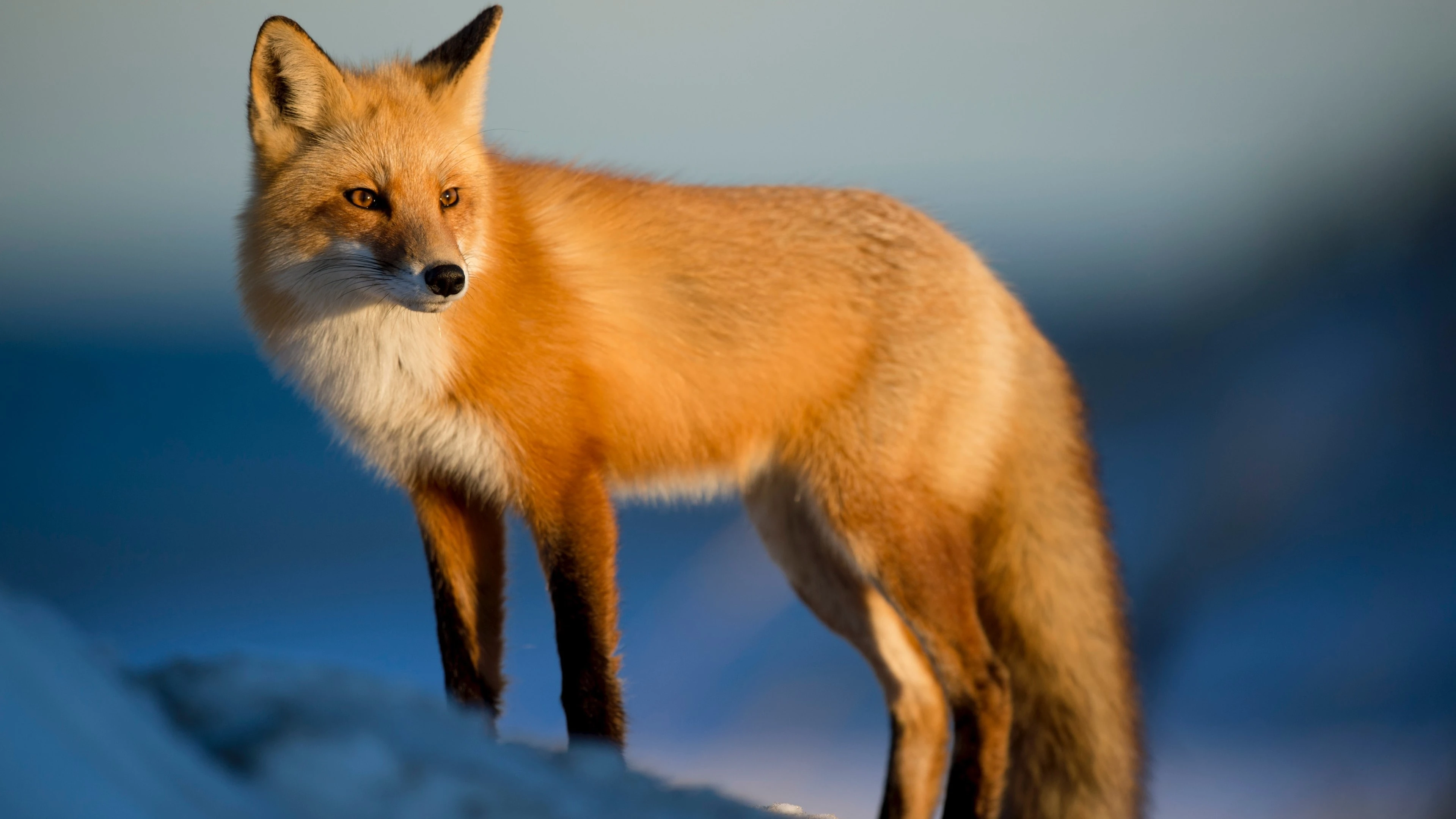 狐狸图片素材 可爱狐狸壁纸大全
