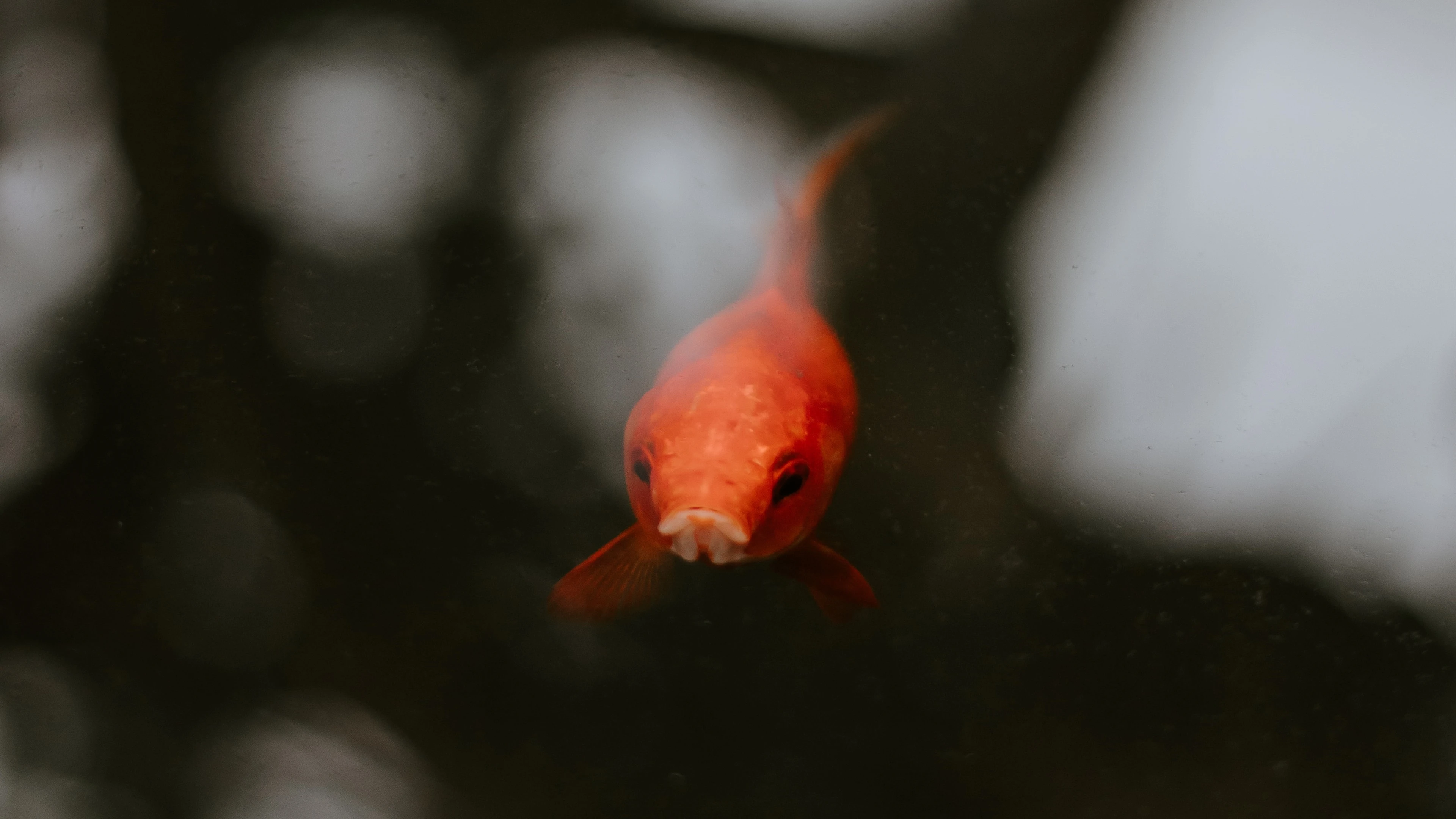 甲虫展翅 高清素材