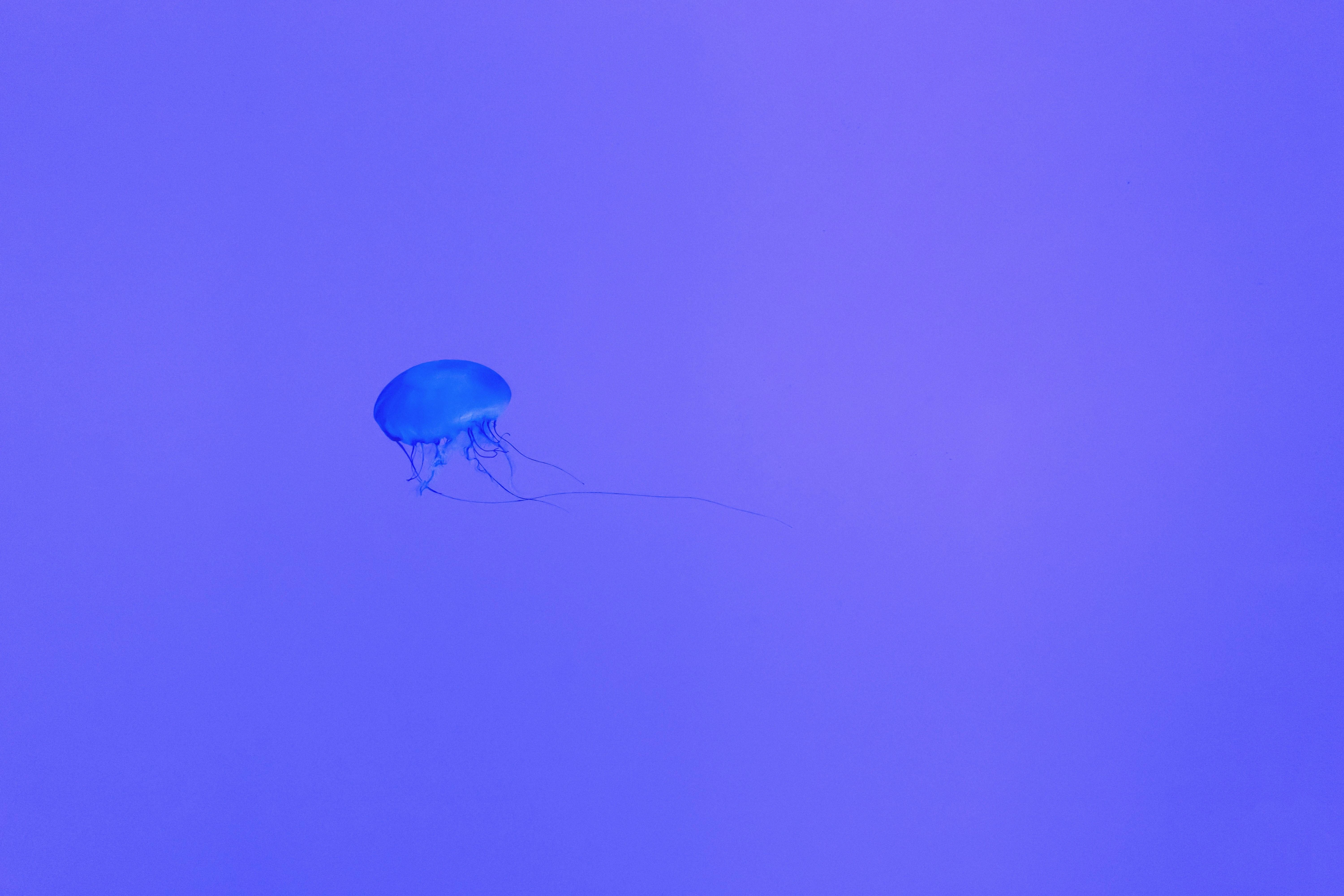 蝴蝶飞舞 唯美图片