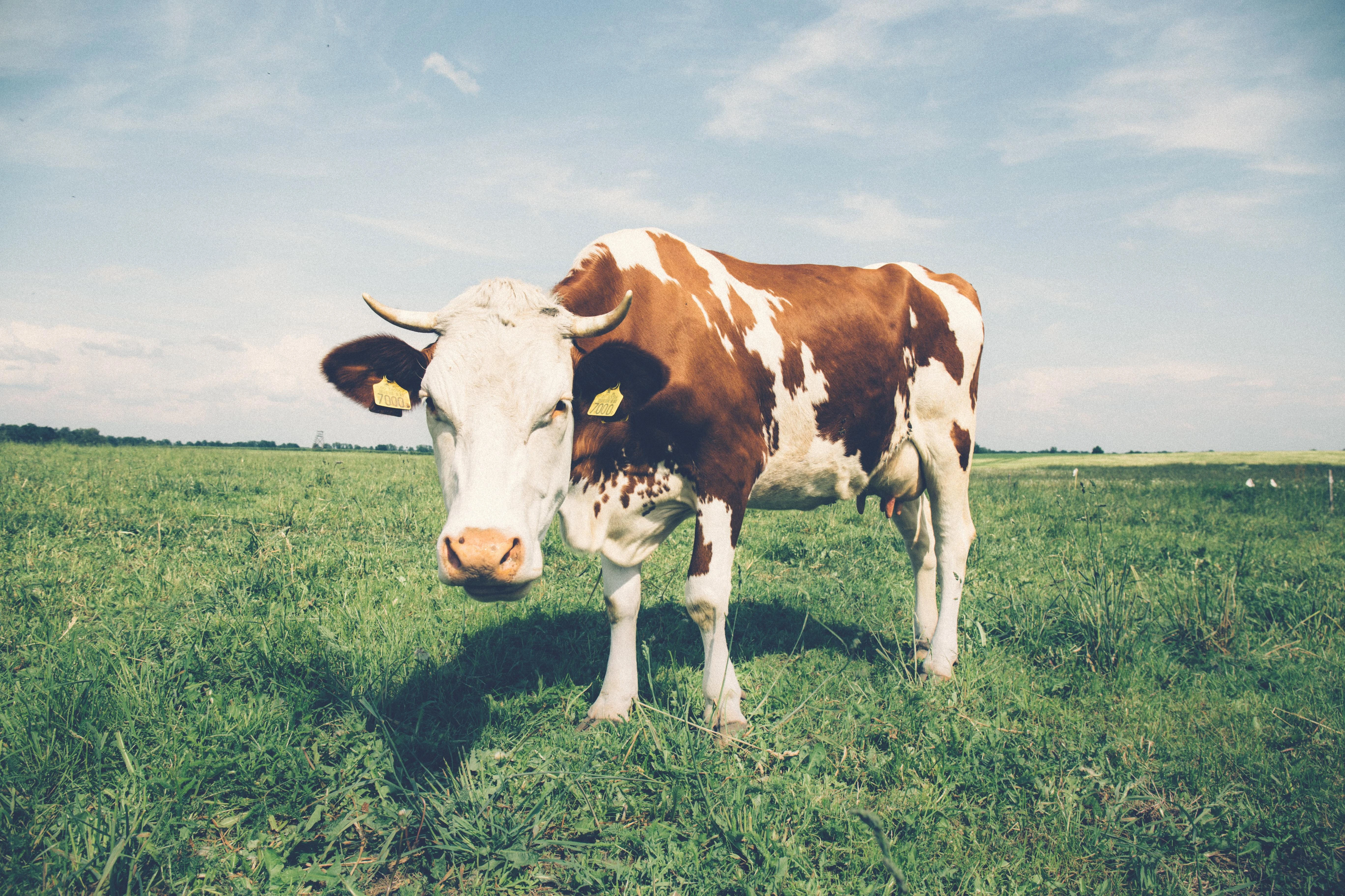4k动物图片 马依偎主人 温馨写真