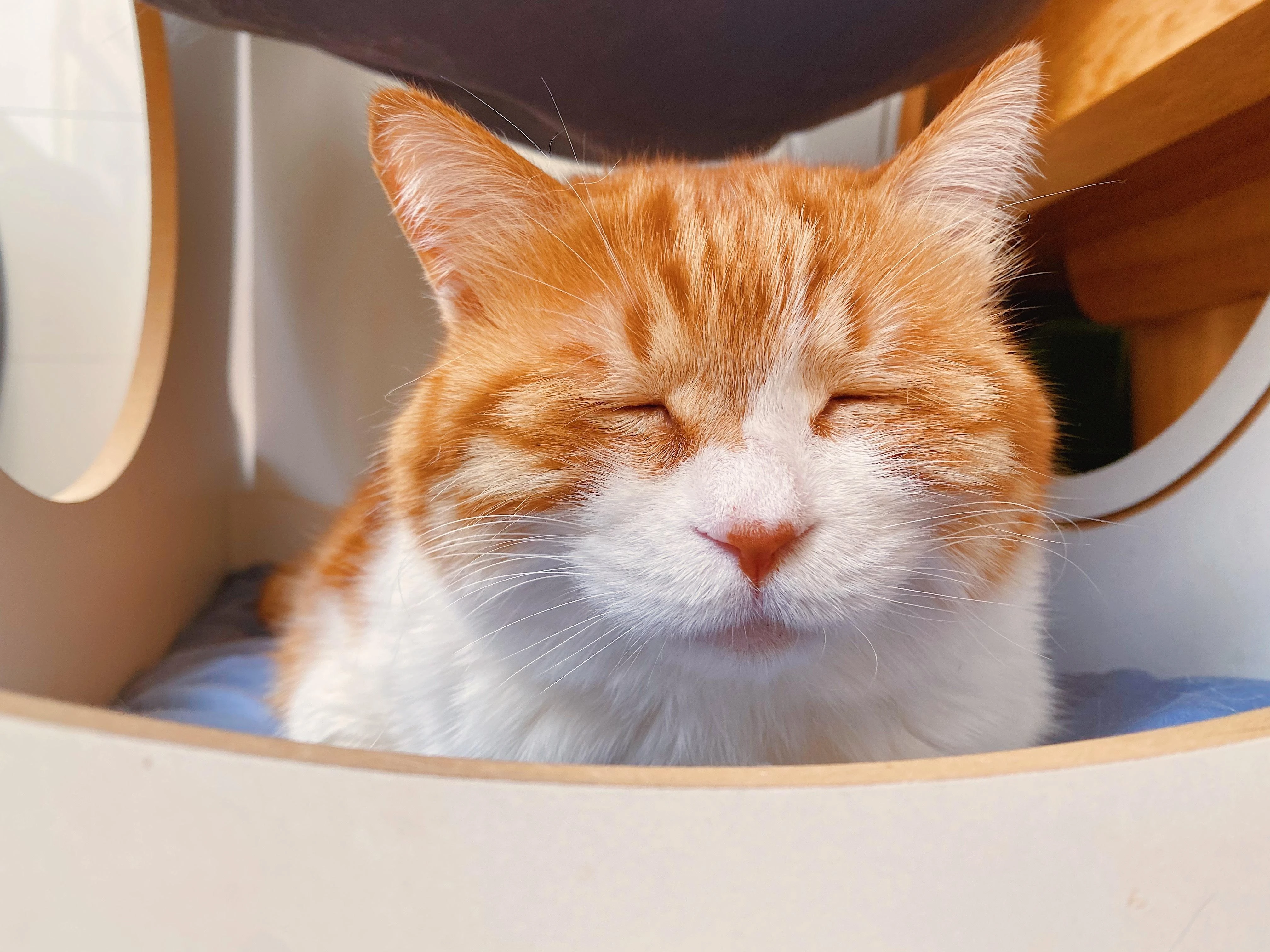 黑猫好奇玩逗猫棒 趣味素材
