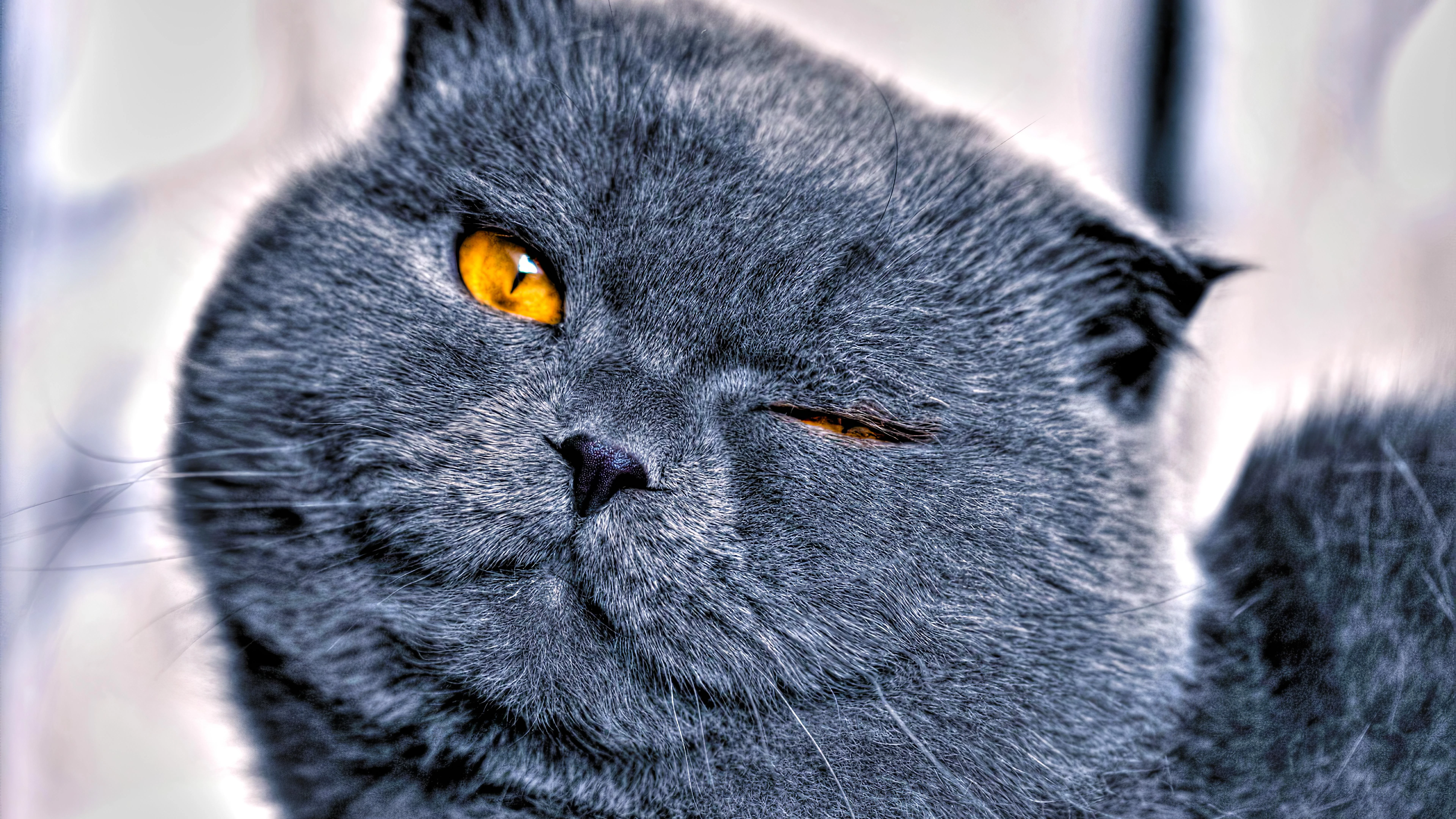 猫咪摄影作品 可爱小猫高清壁纸素材