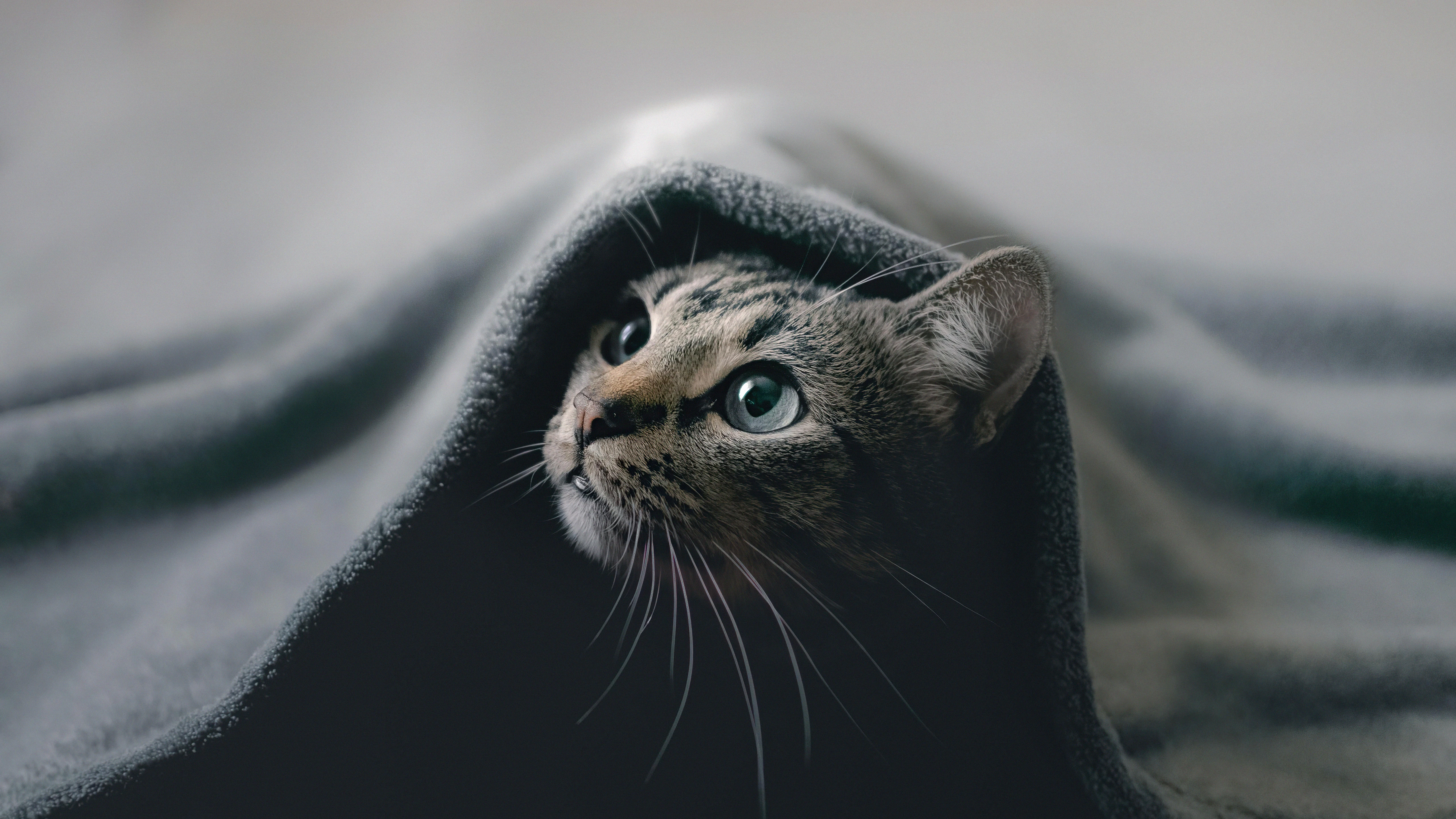 可爱猫咪壁纸 小猫高清摄影图片