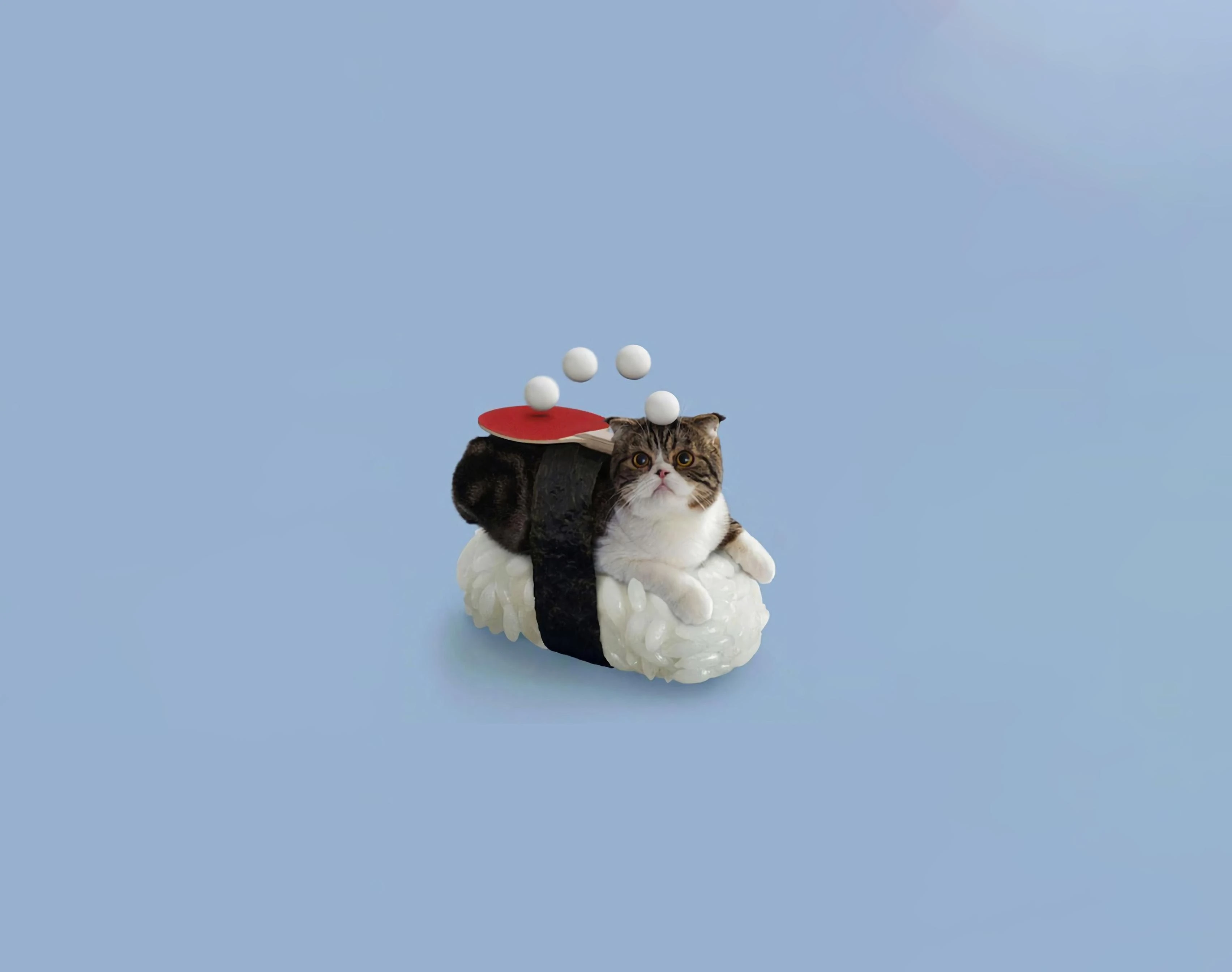 三花猫歪头看镜头 萌系图片