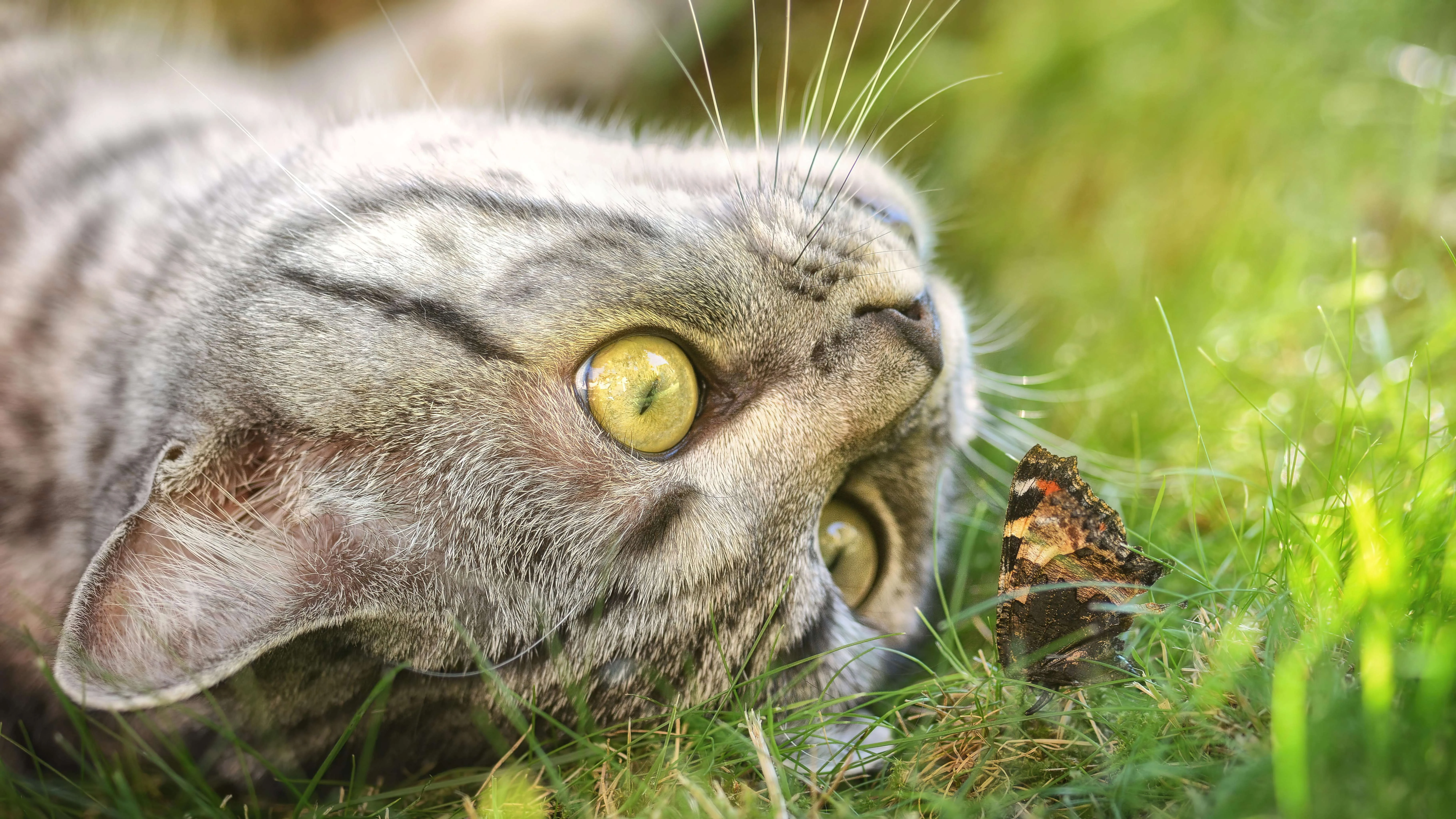 可爱小猫壁纸 猫咪图片高清合集