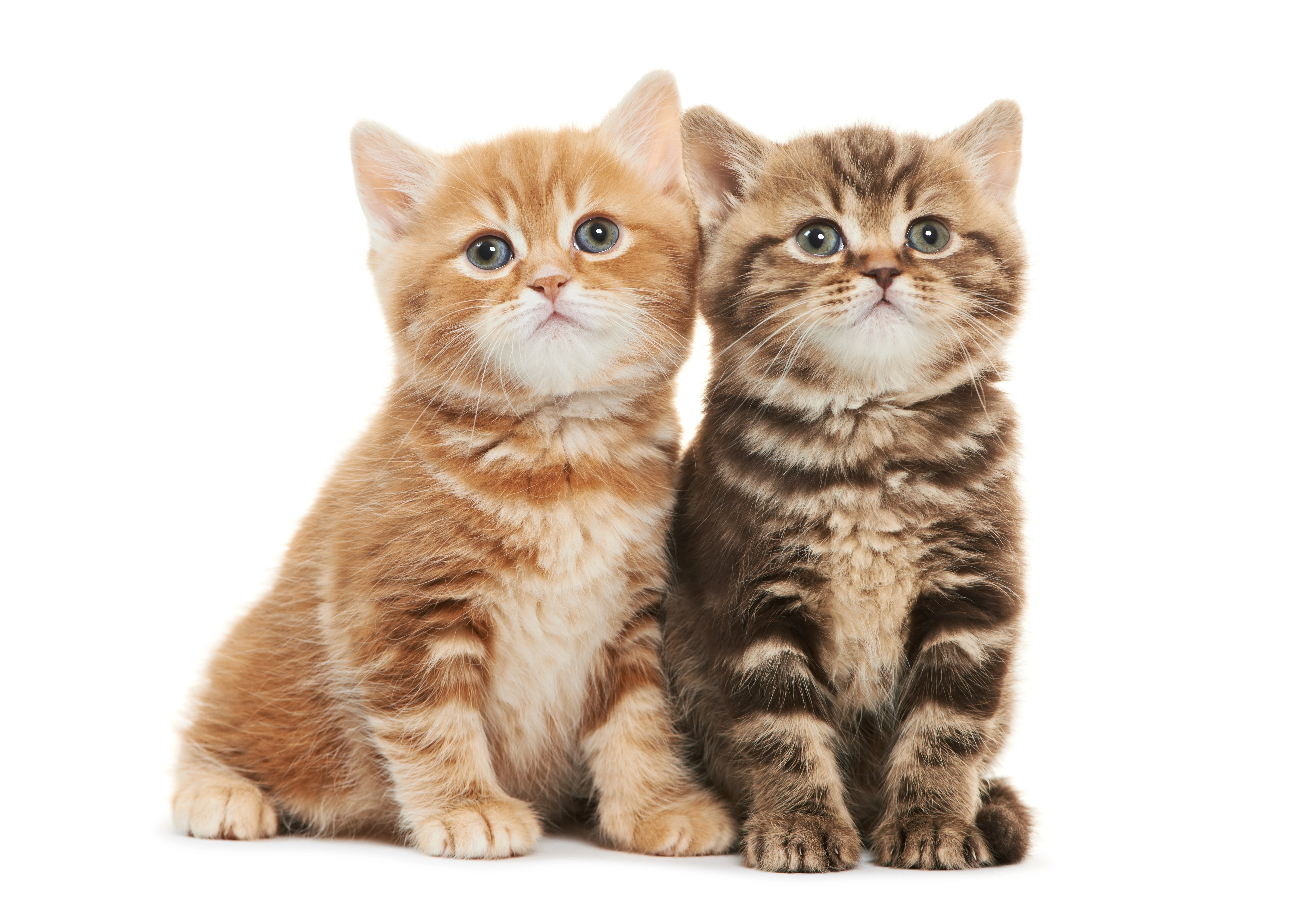猫咪图片素材 可爱小猫壁纸大全