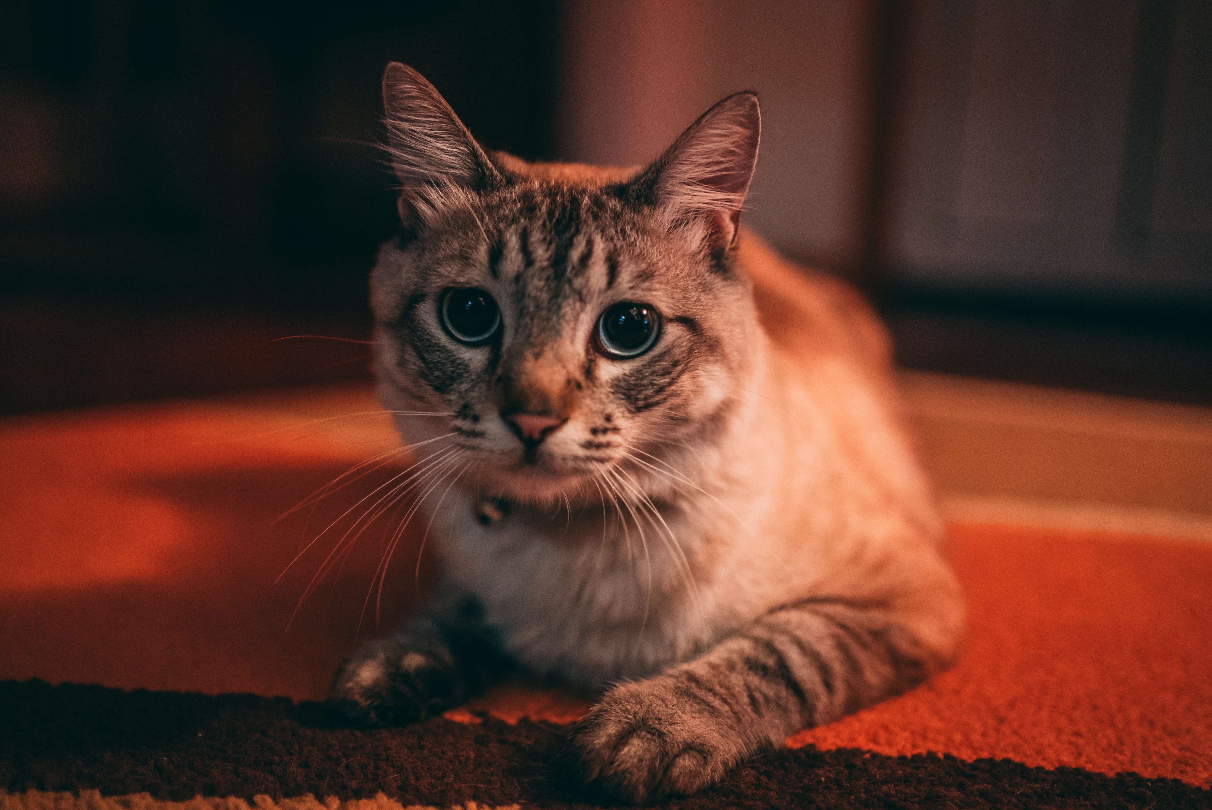 萌宠猫咪摄影 小猫高清图片壁纸