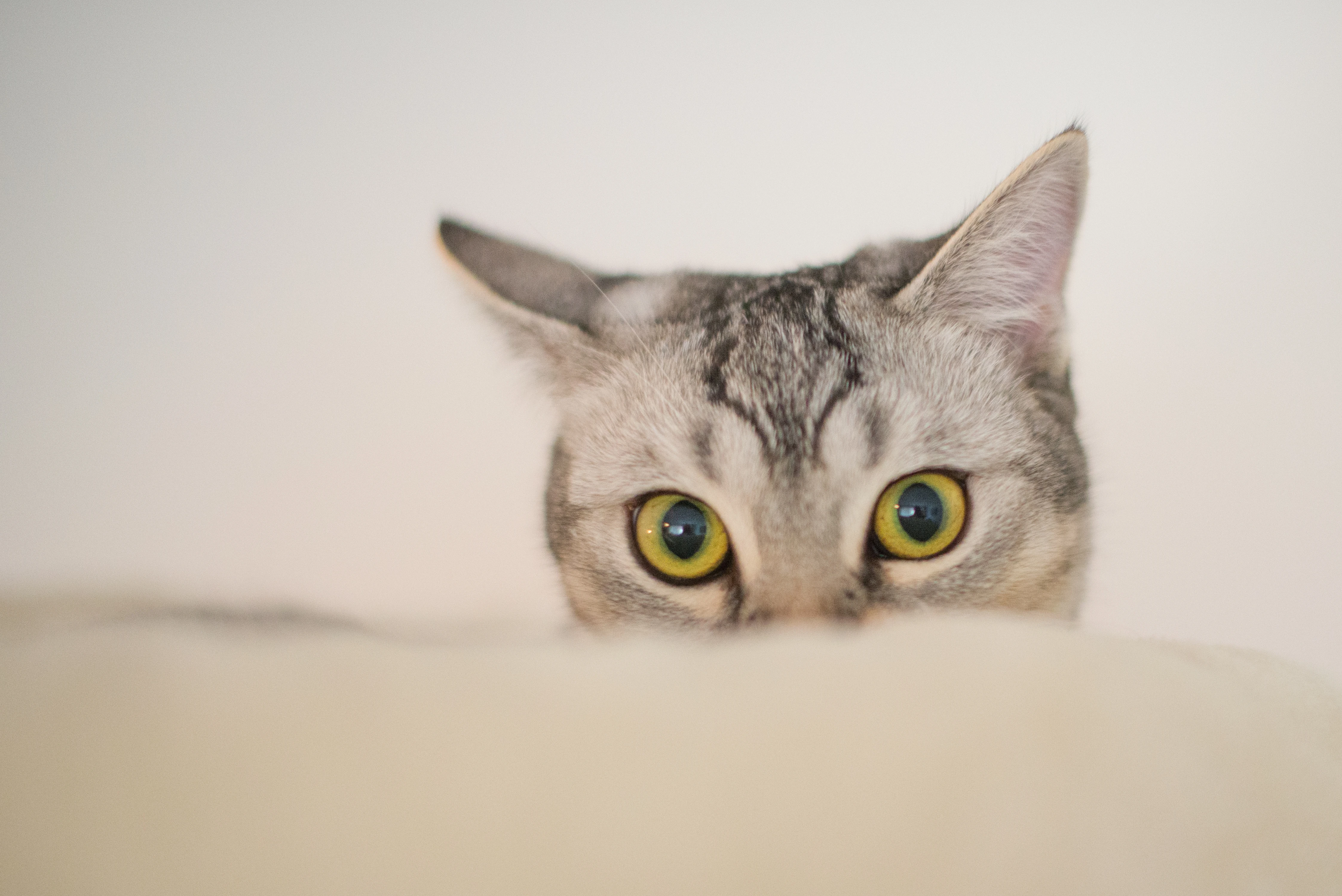 猫咪摄影作品 可爱小猫高清壁纸素材