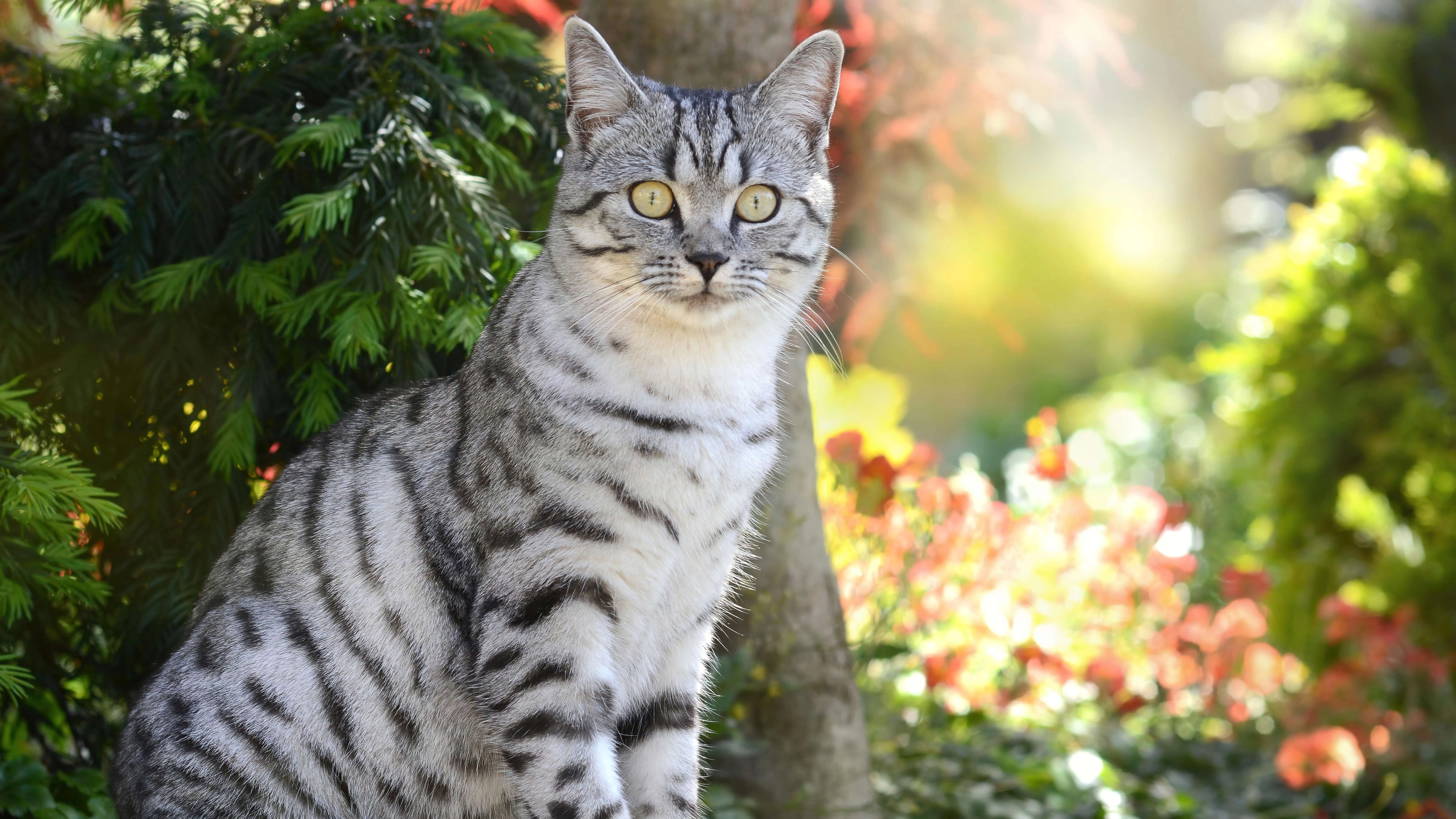 可爱猫咪高清图片 萌宠小猫壁纸大全