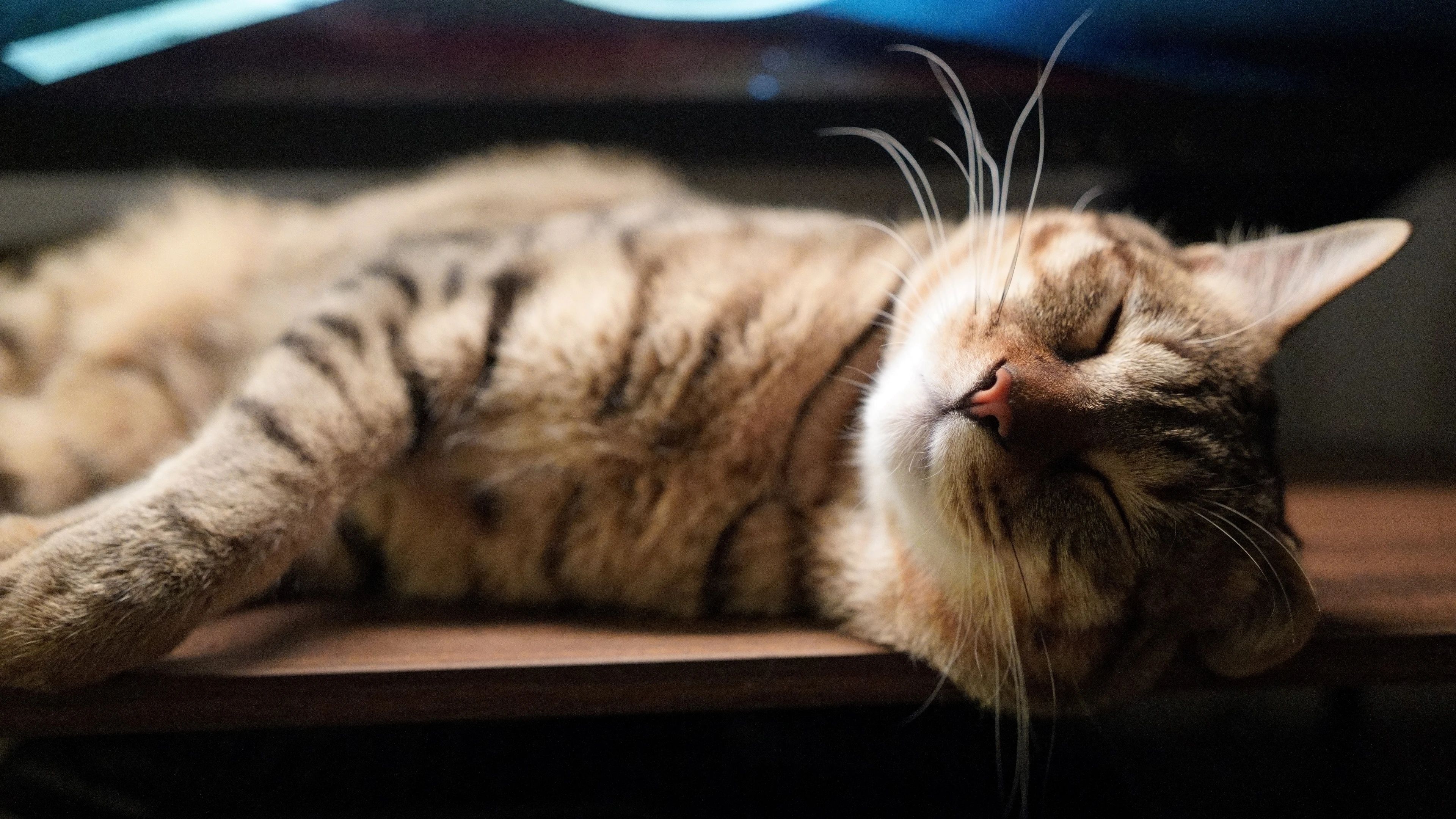 可爱猫咪壁纸 小猫高清摄影图片