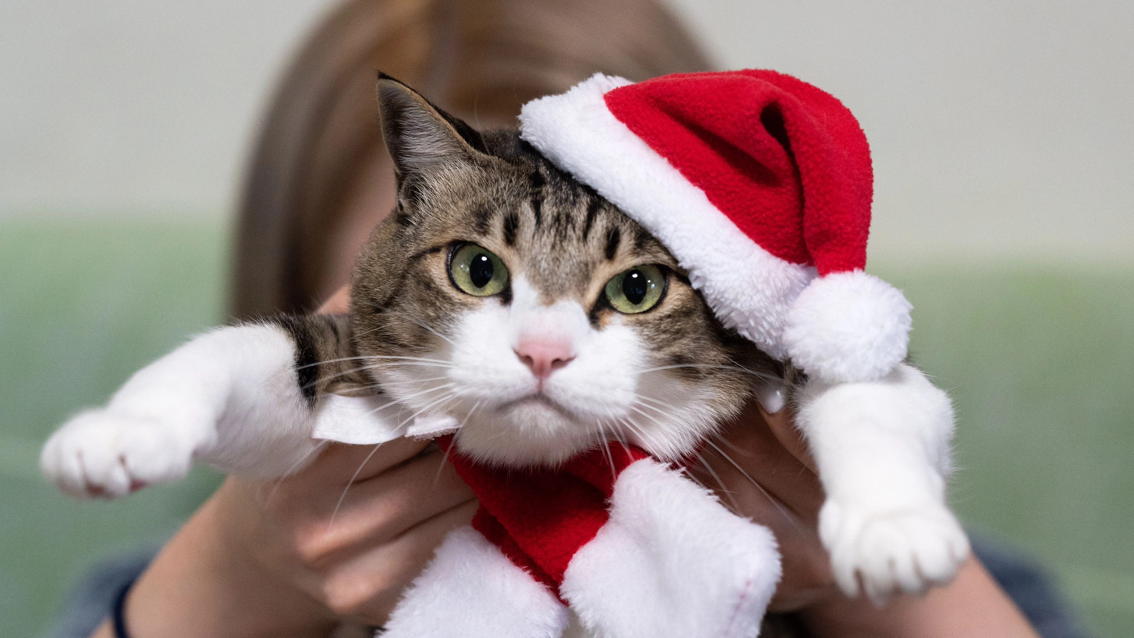猫咪摄影作品 可爱小猫高清壁纸素材