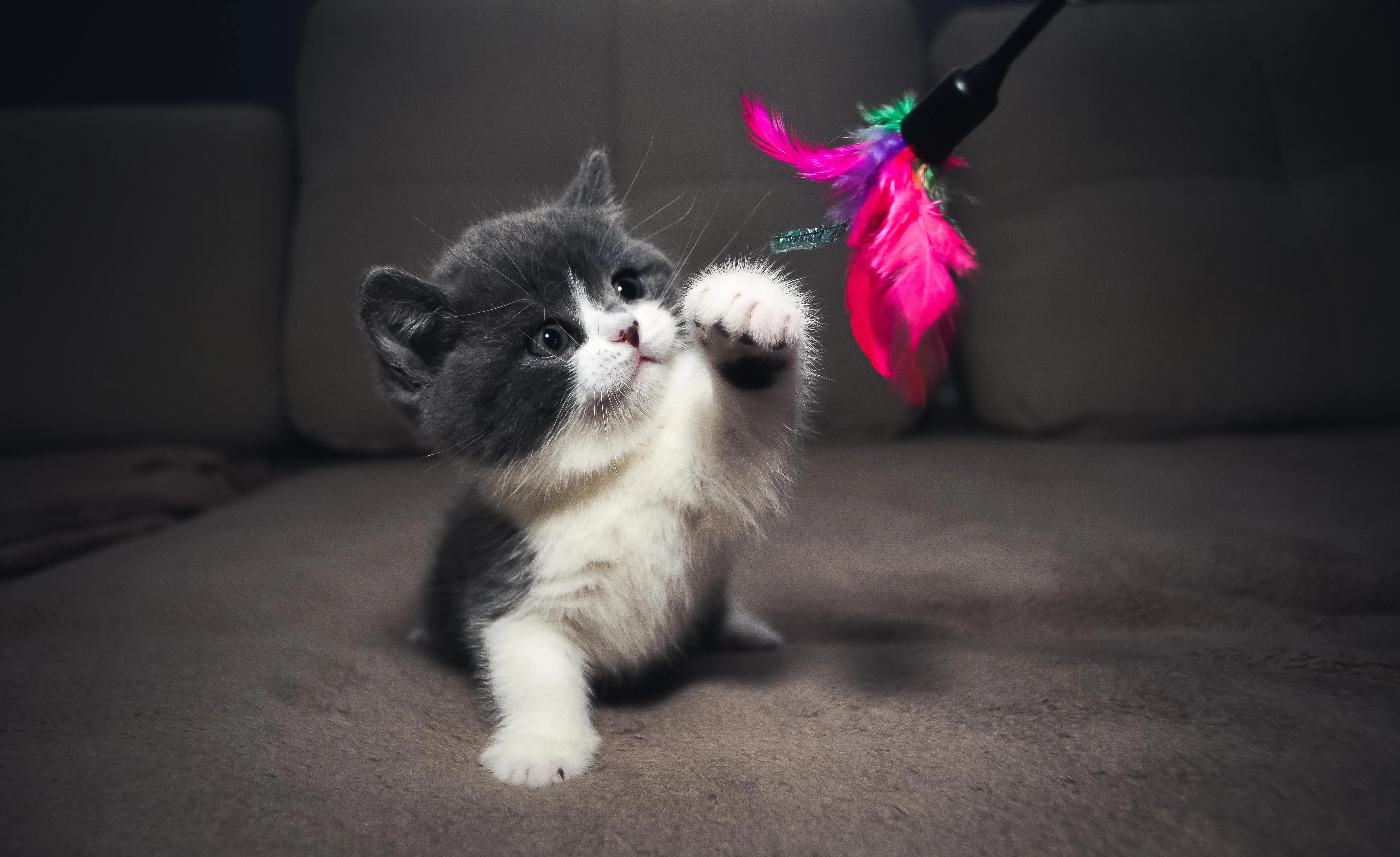 三花猫歪头看镜头 萌系图片