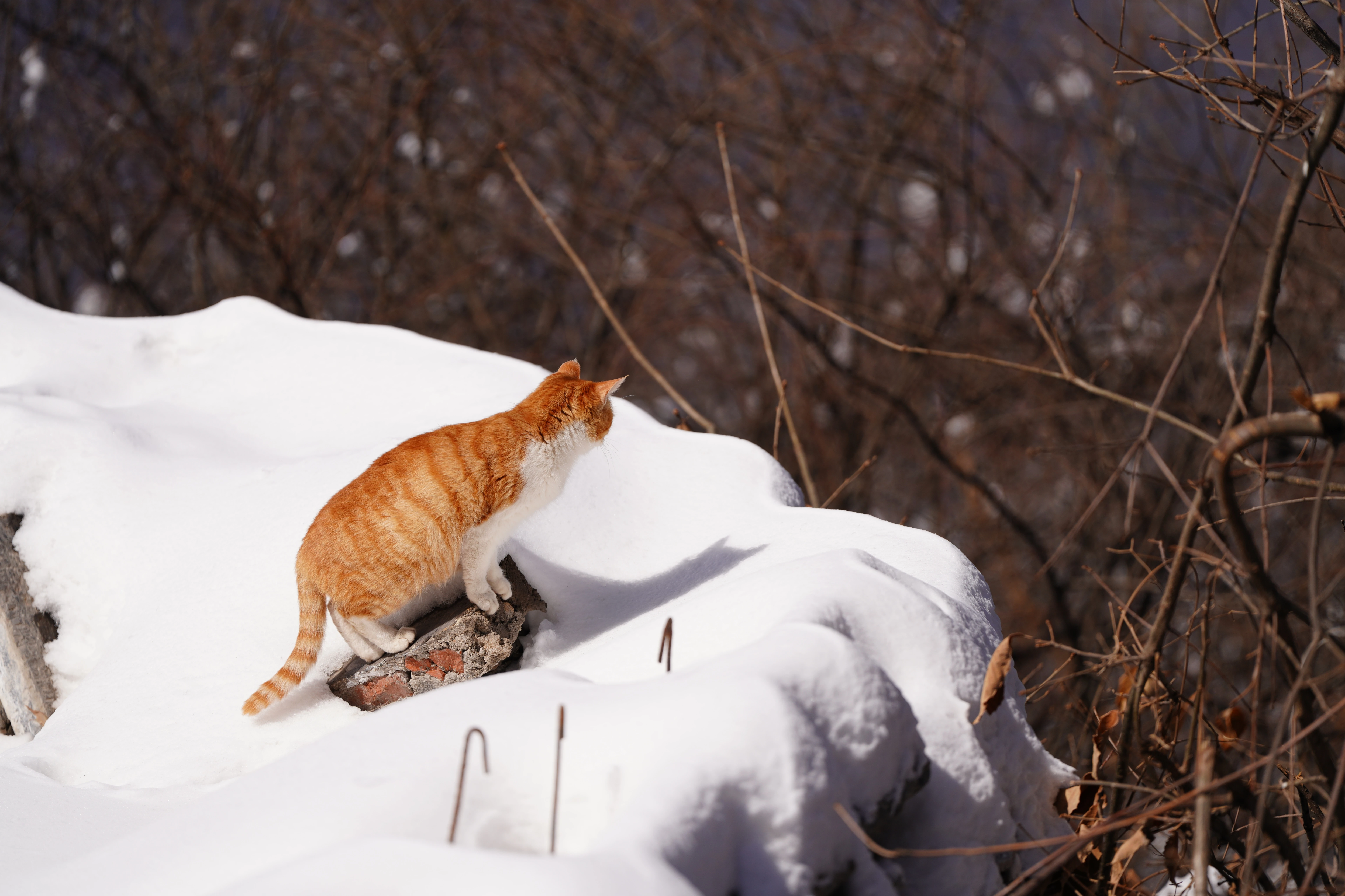 高清小猫图片 萌宠猫咪壁纸合集