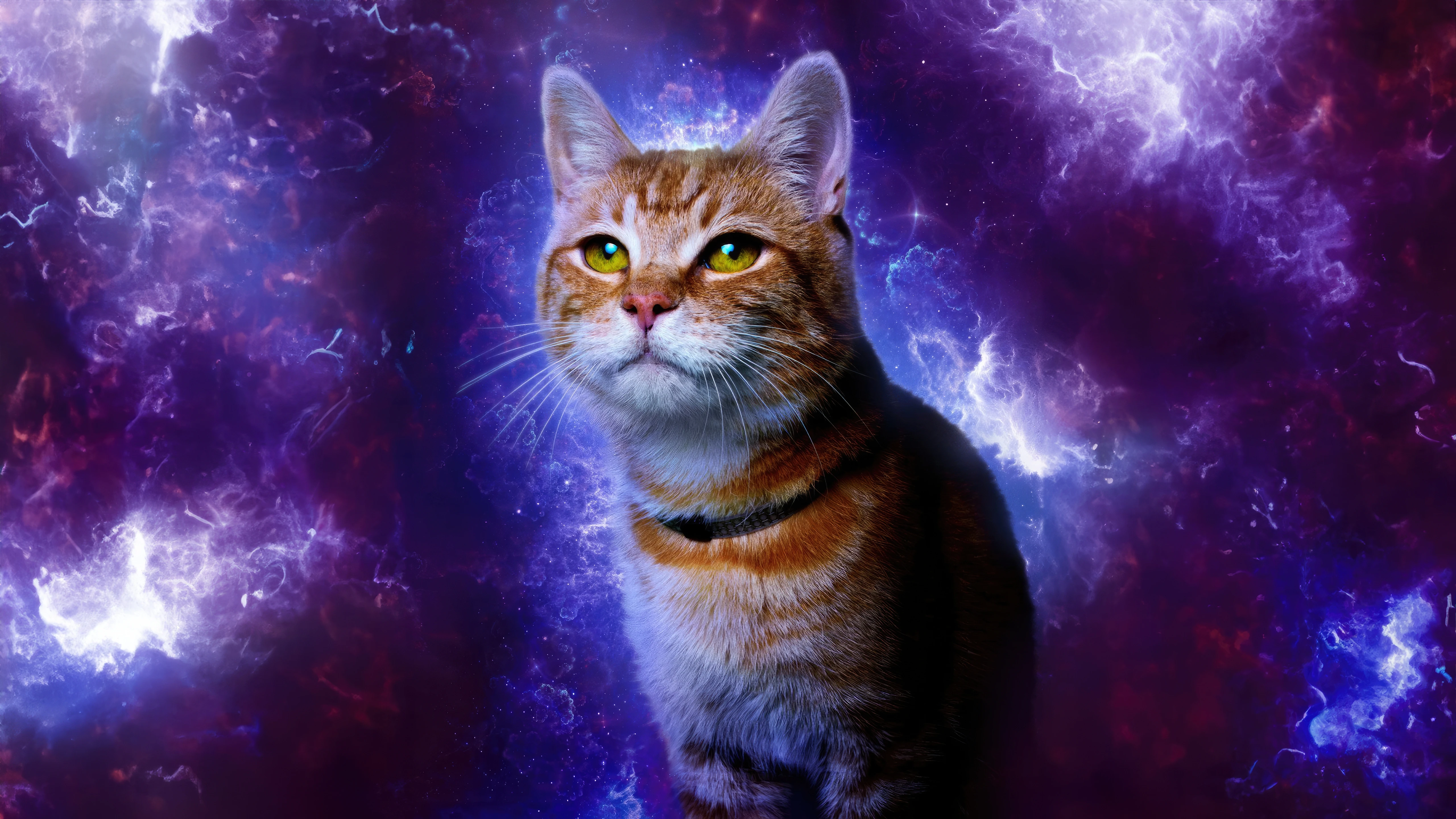 小猫图片大全 萌宠猫咪高清摄影素材