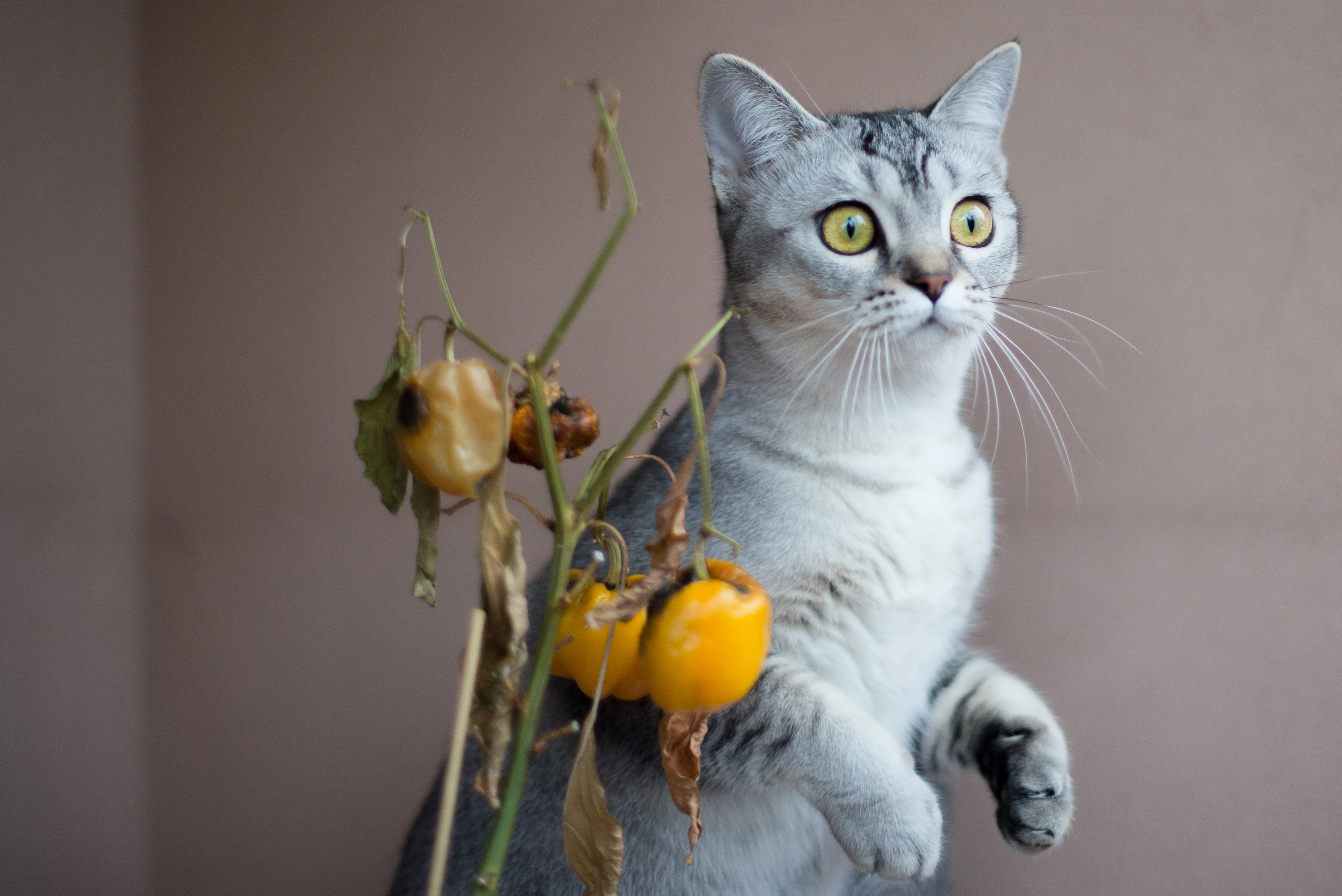 萌宠猫咪摄影 小猫高清图片壁纸