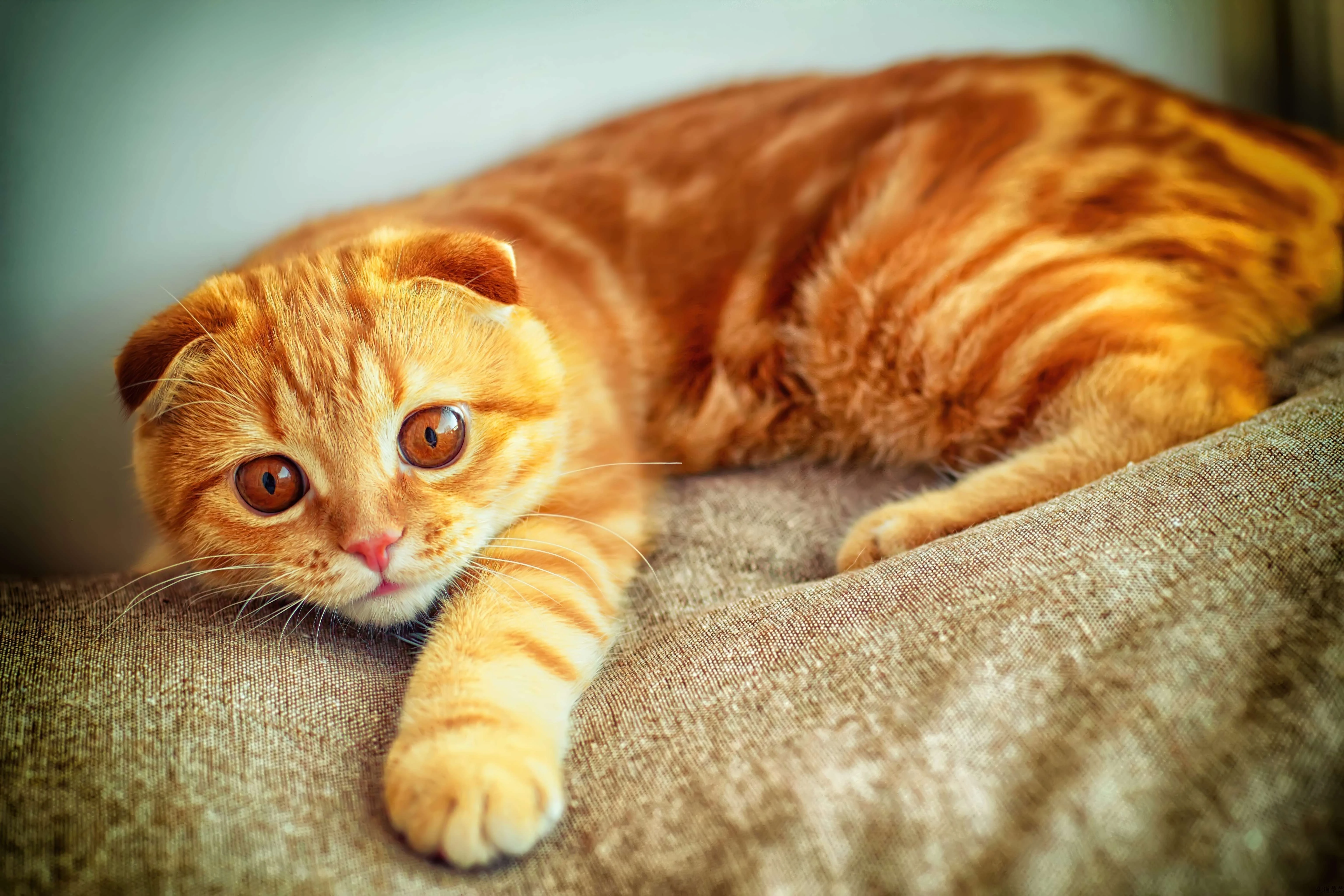 猫咪图片素材 可爱小猫壁纸大全