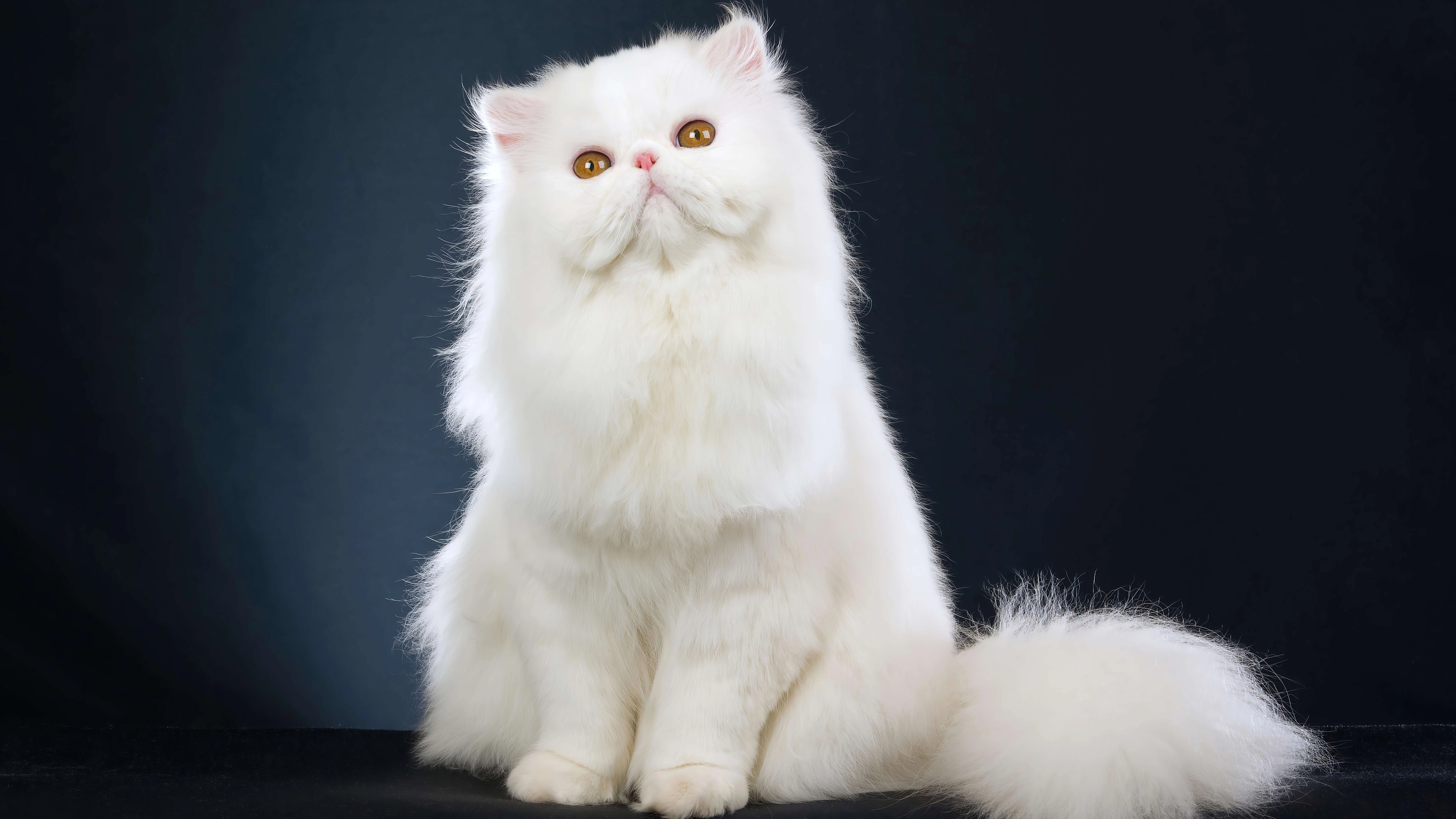 小猫图片大全 萌宠猫咪高清摄影素材