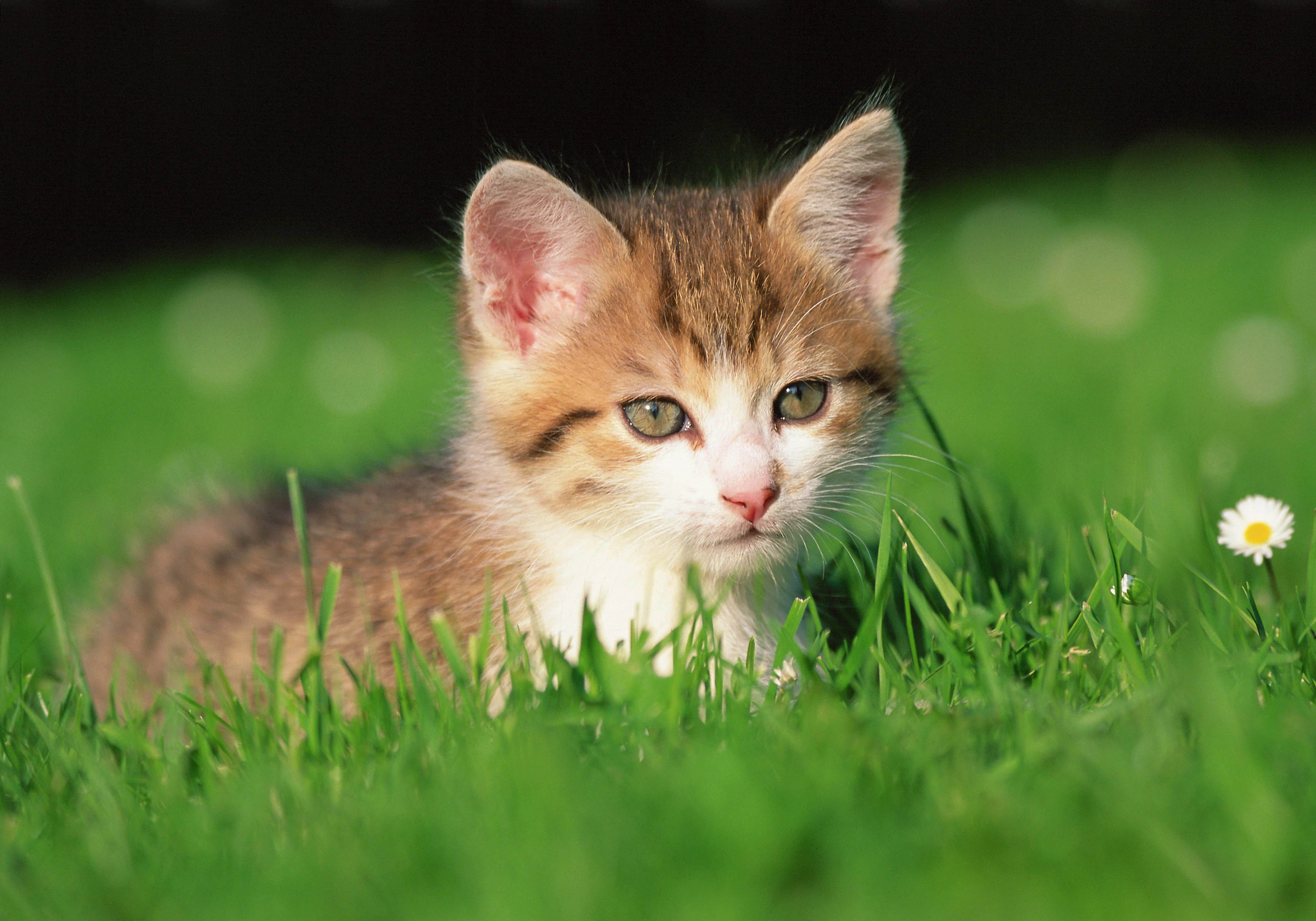可爱猫咪壁纸 小猫高清摄影图片