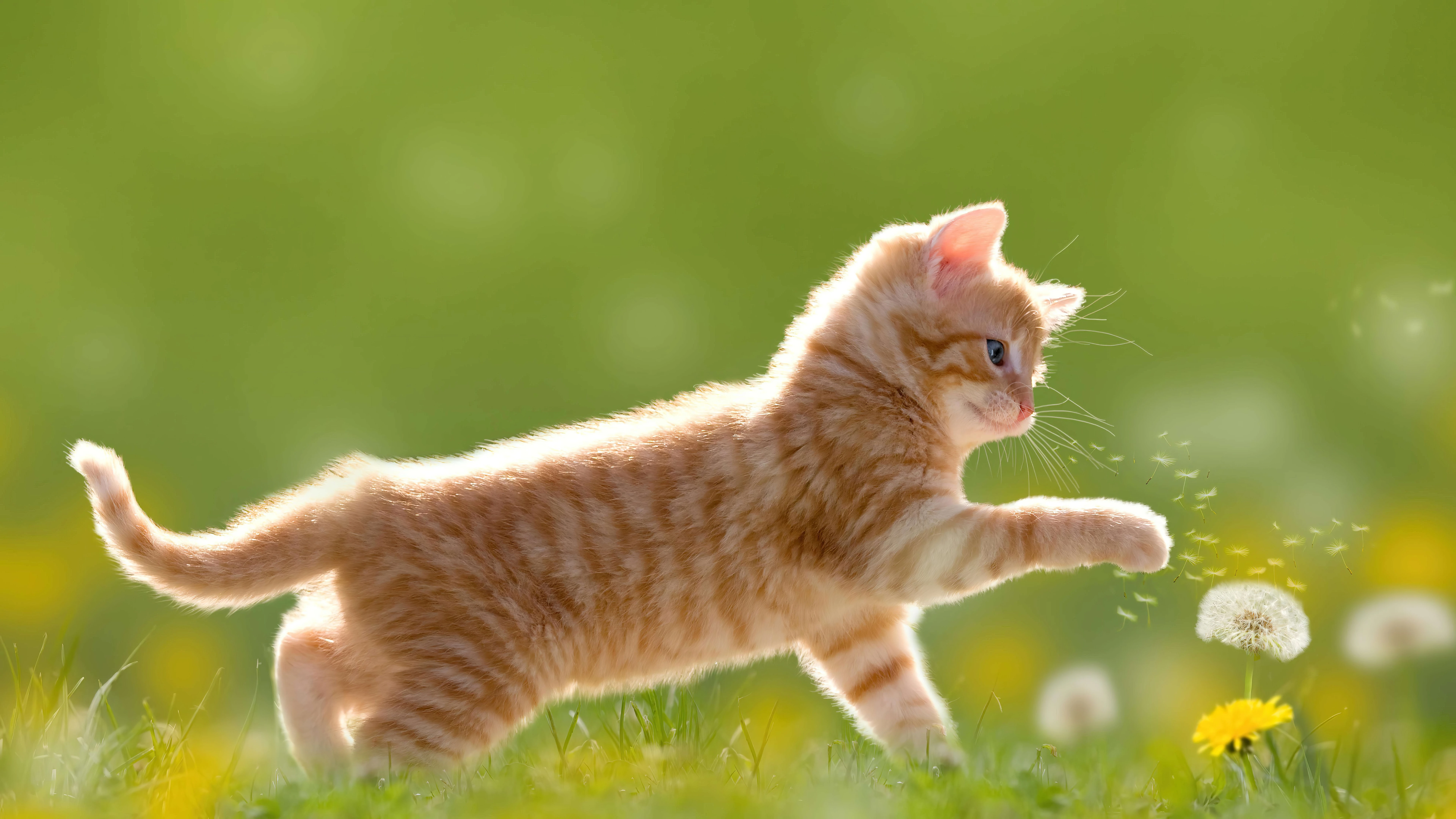 高清猫咪壁纸 可爱小猫图片欣赏