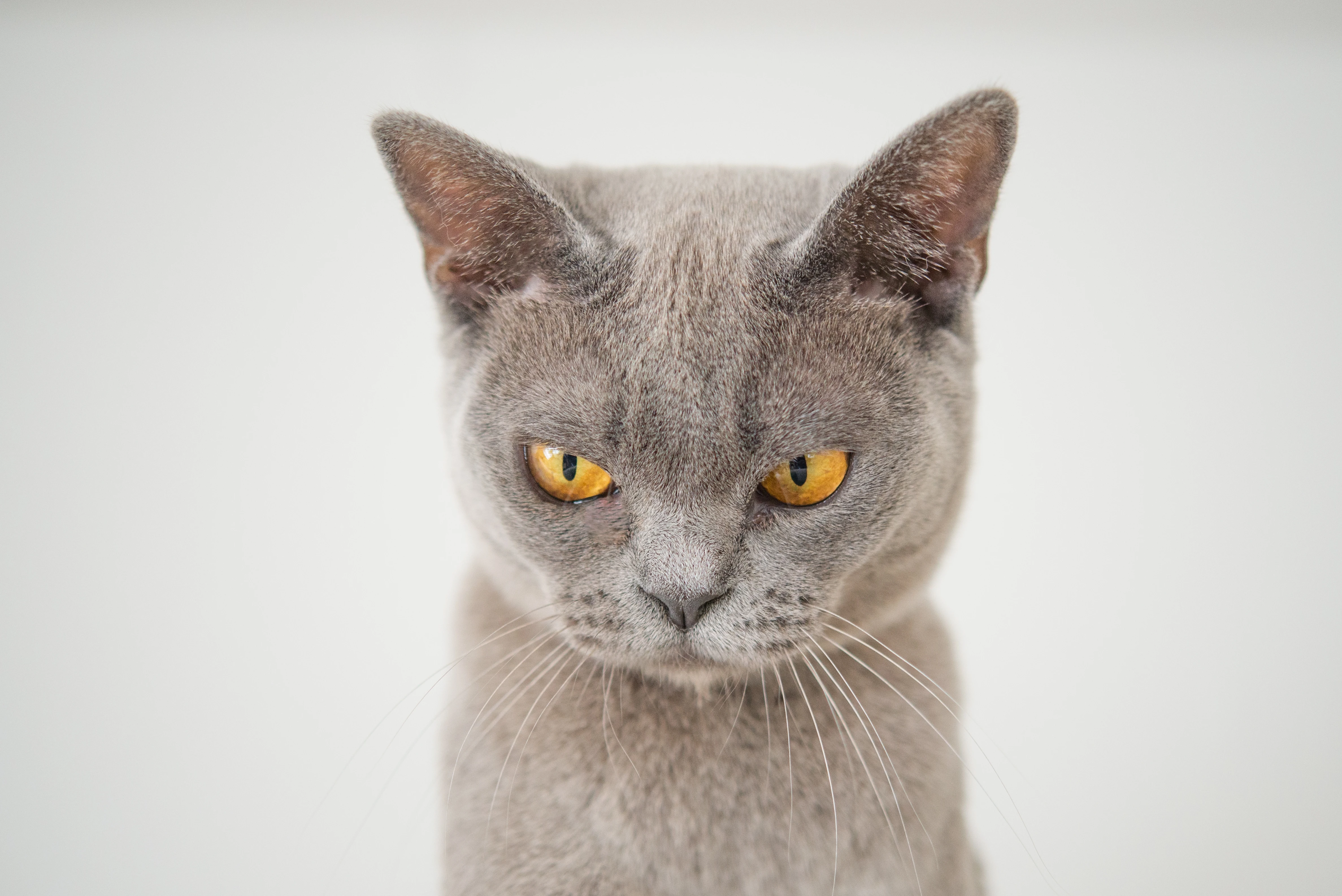 萌宠猫咪摄影 小猫高清图片壁纸