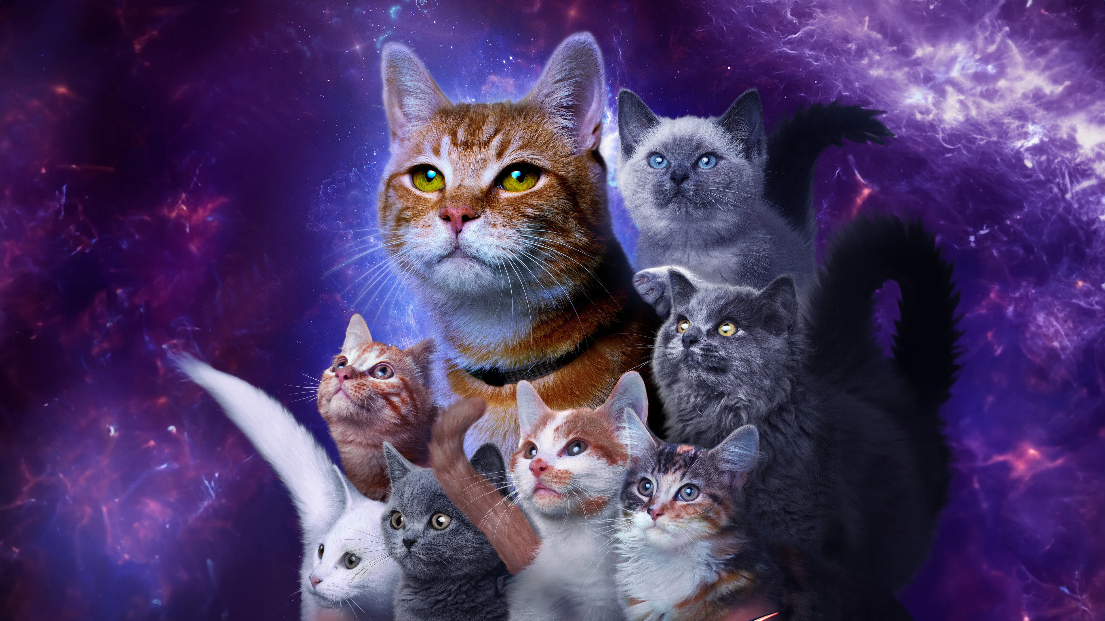 萌宠猫咪摄影 小猫高清图片壁纸