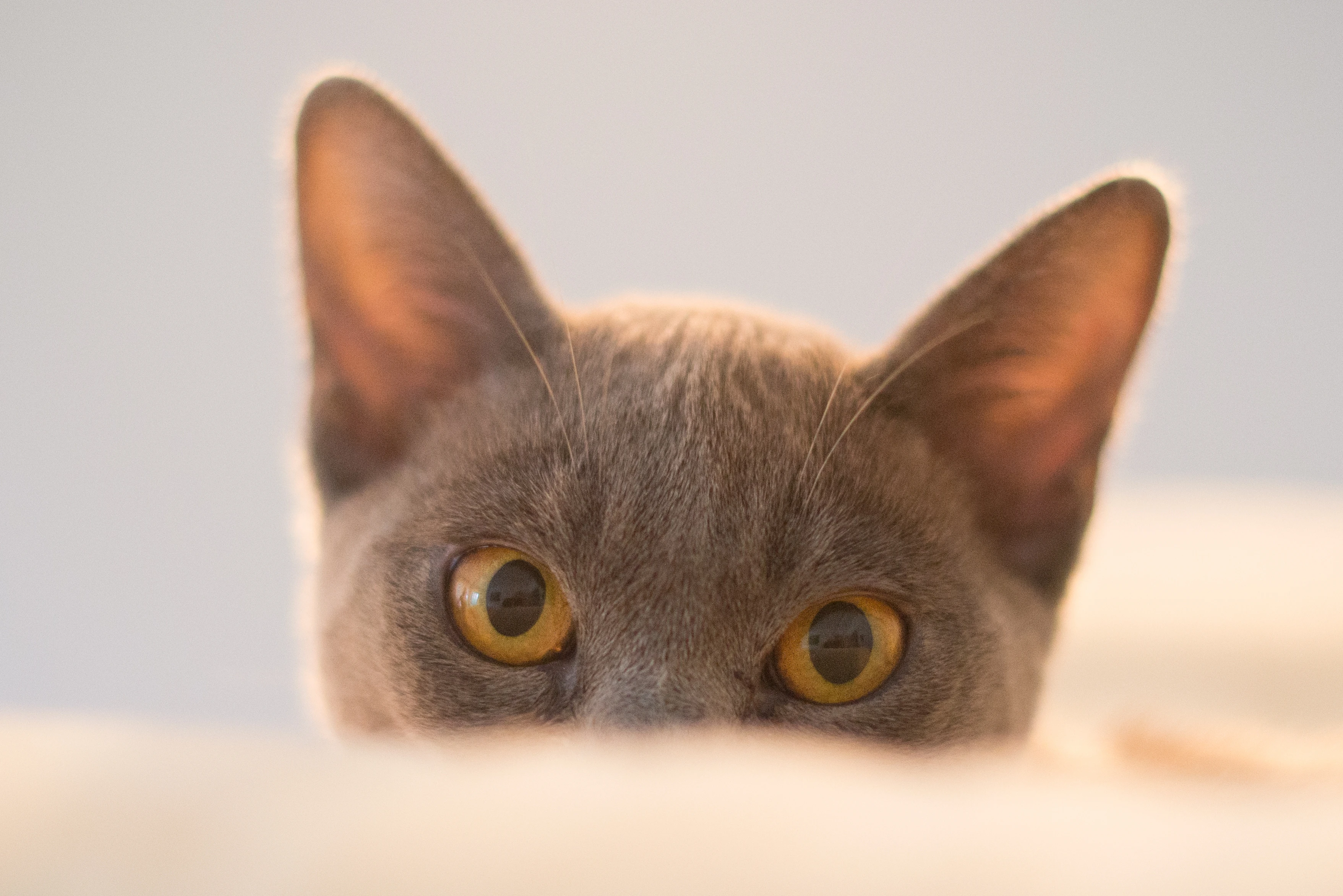 高清猫咪壁纸 可爱小猫图片欣赏