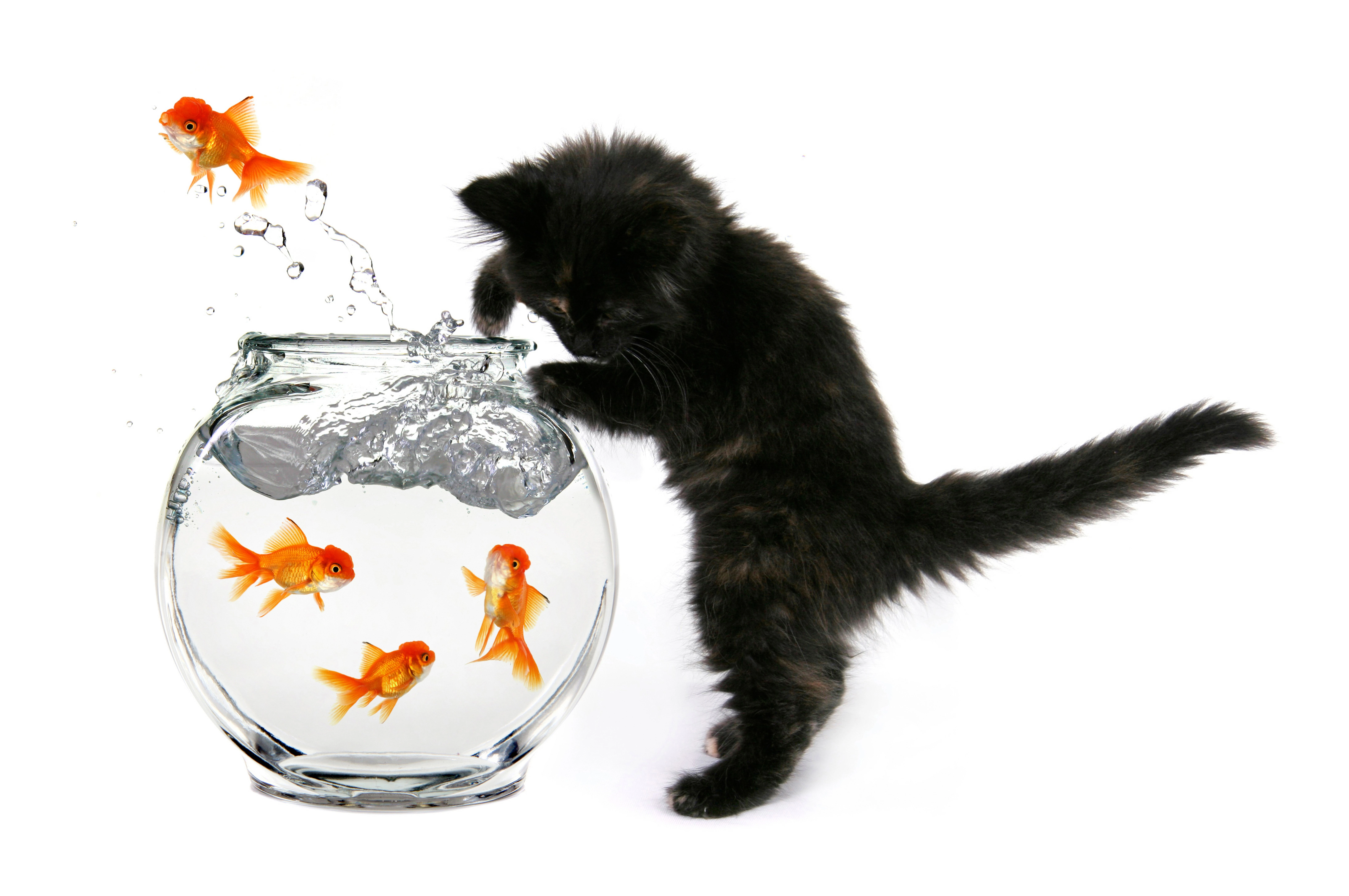 可爱小猫壁纸 猫咪图片高清合集
