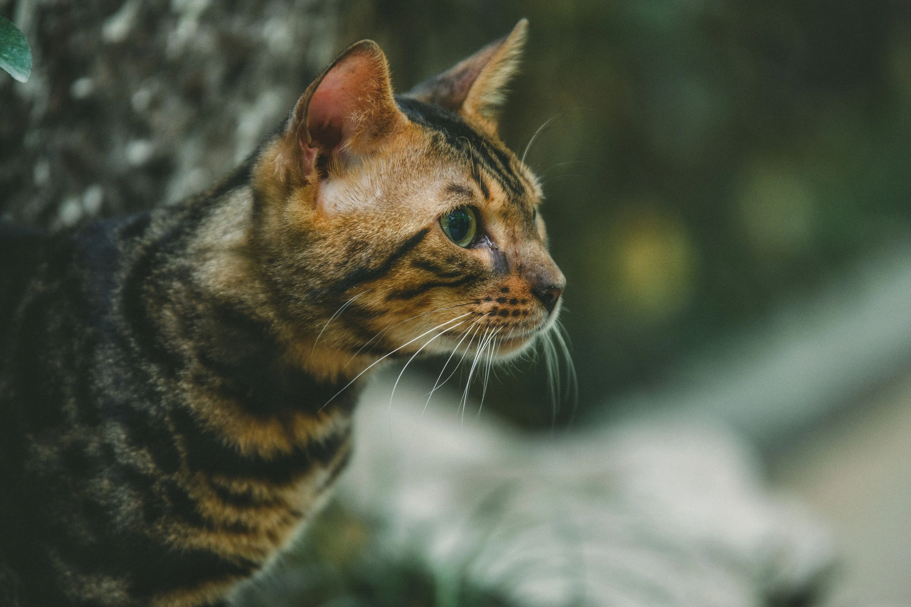 高清小猫图片 萌宠猫咪壁纸合集