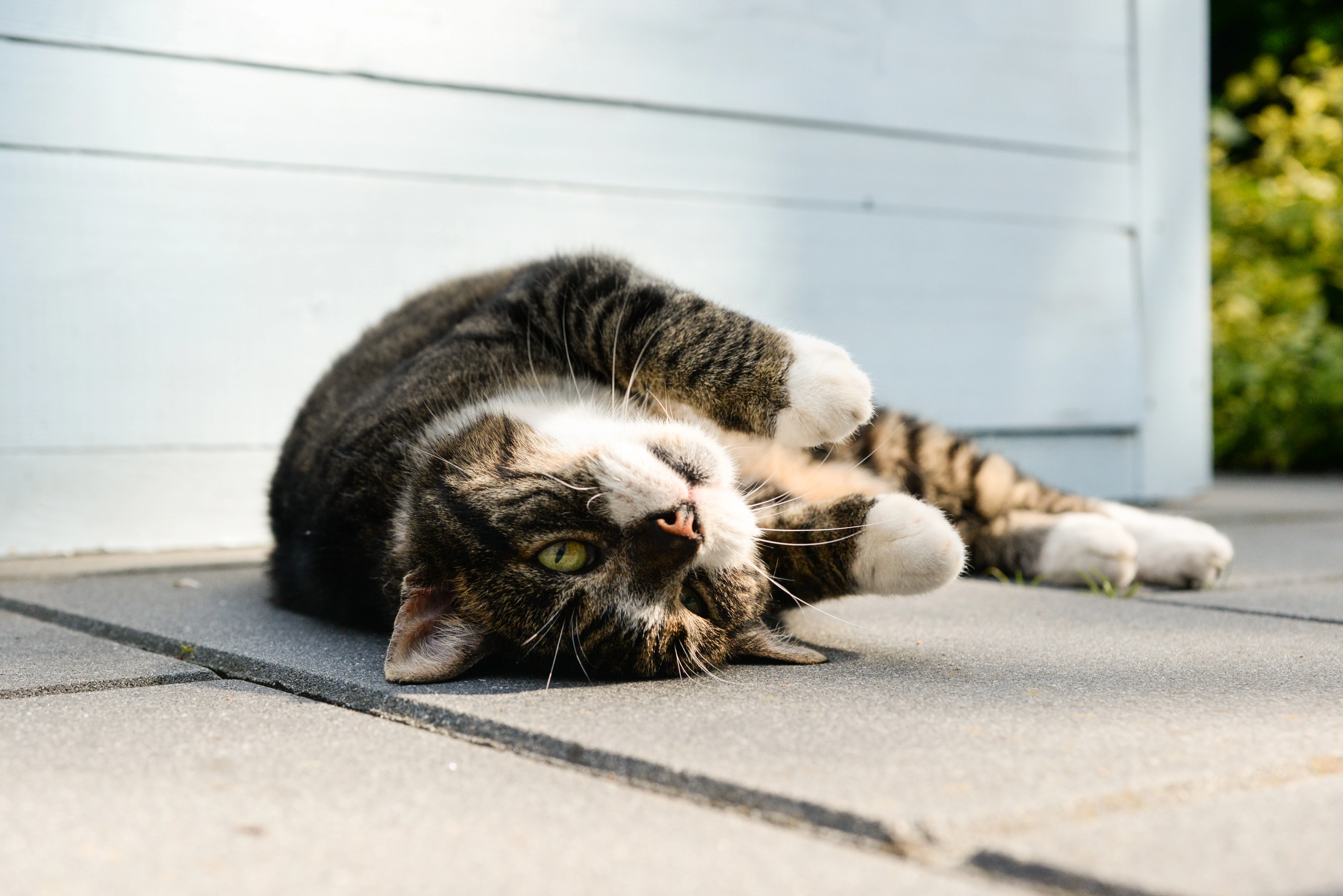 猫咪摄影作品 可爱小猫高清壁纸素材