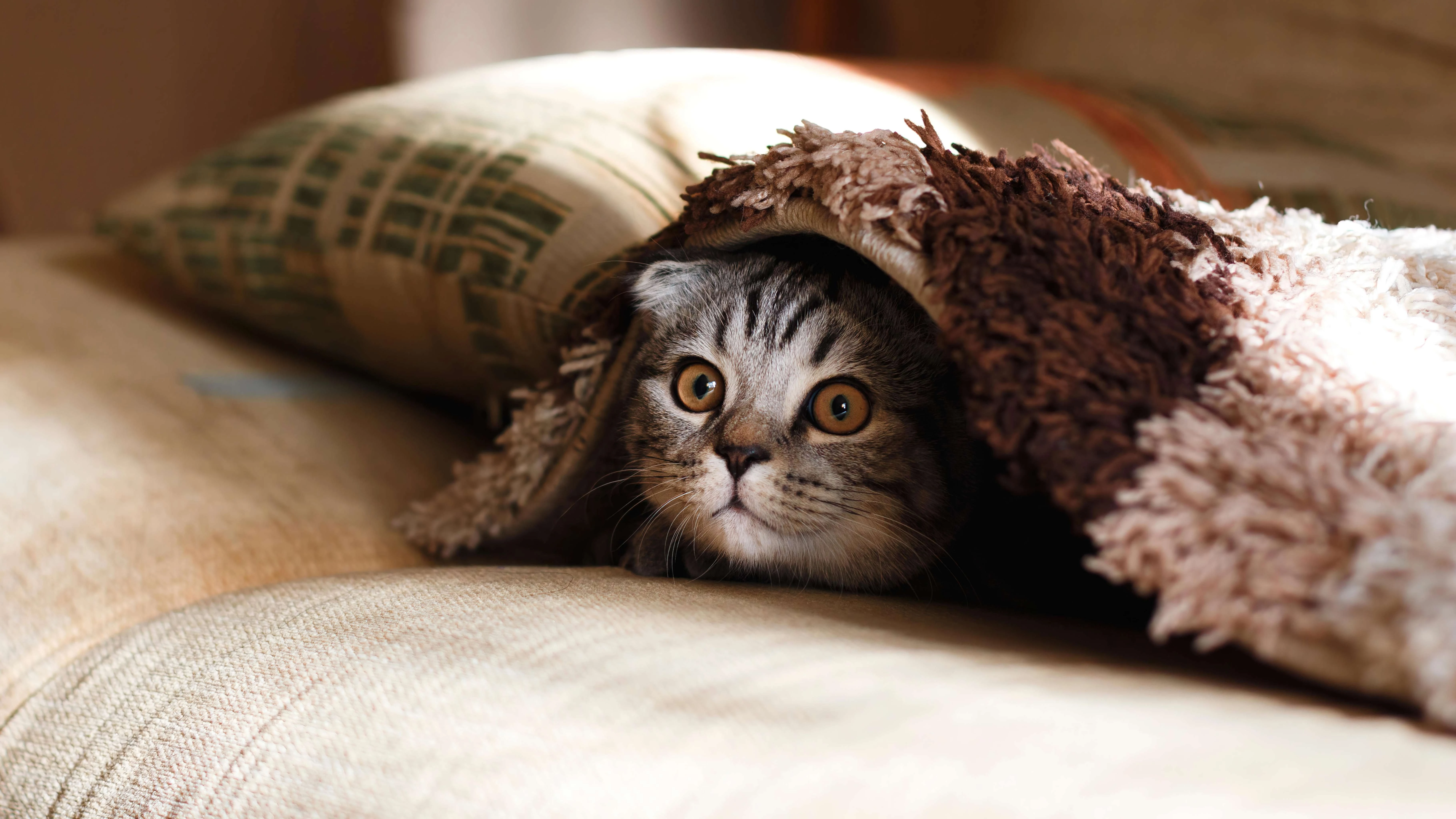 可爱小猫壁纸 猫咪图片高清合集