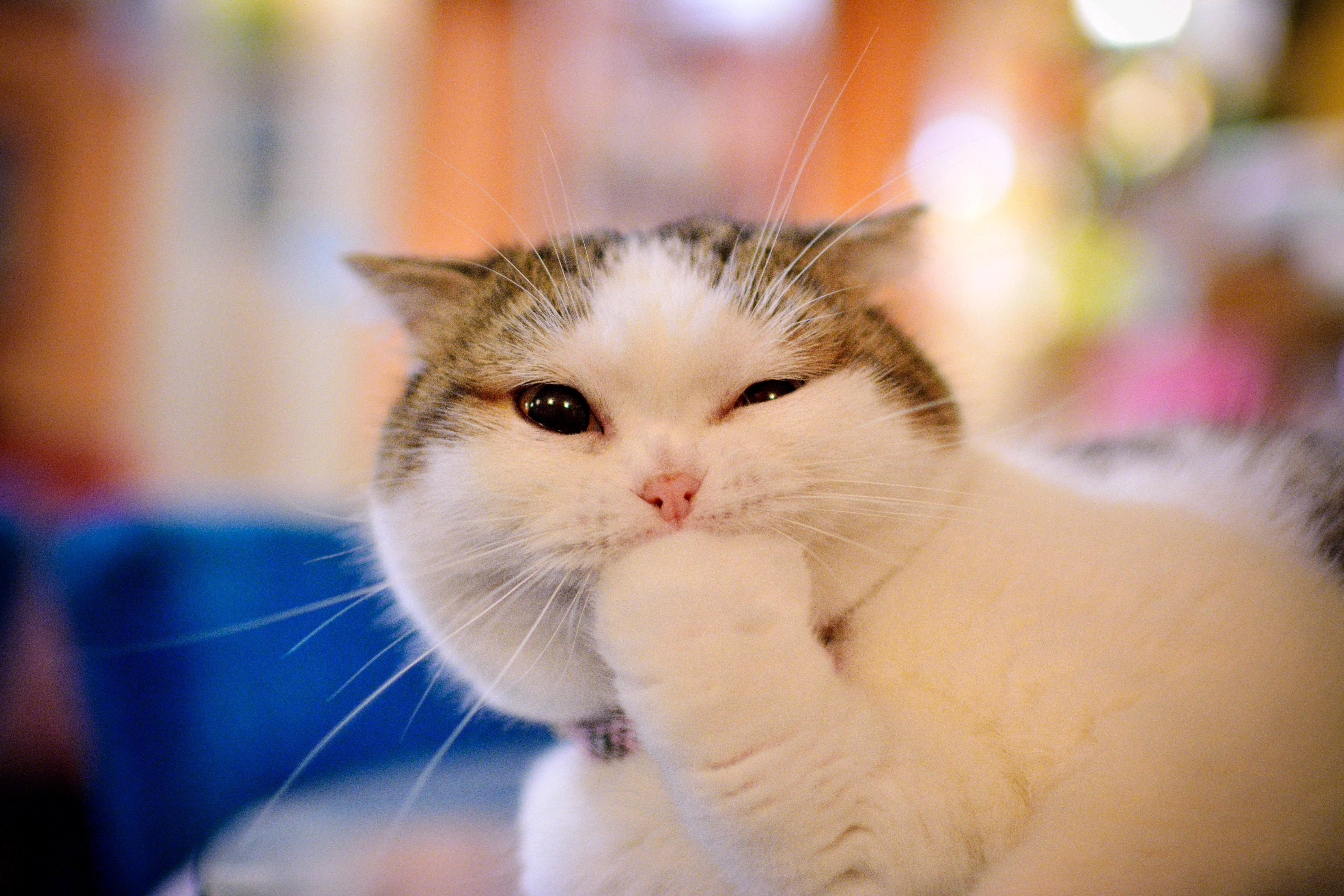 黑猫好奇玩逗猫棒 趣味素材