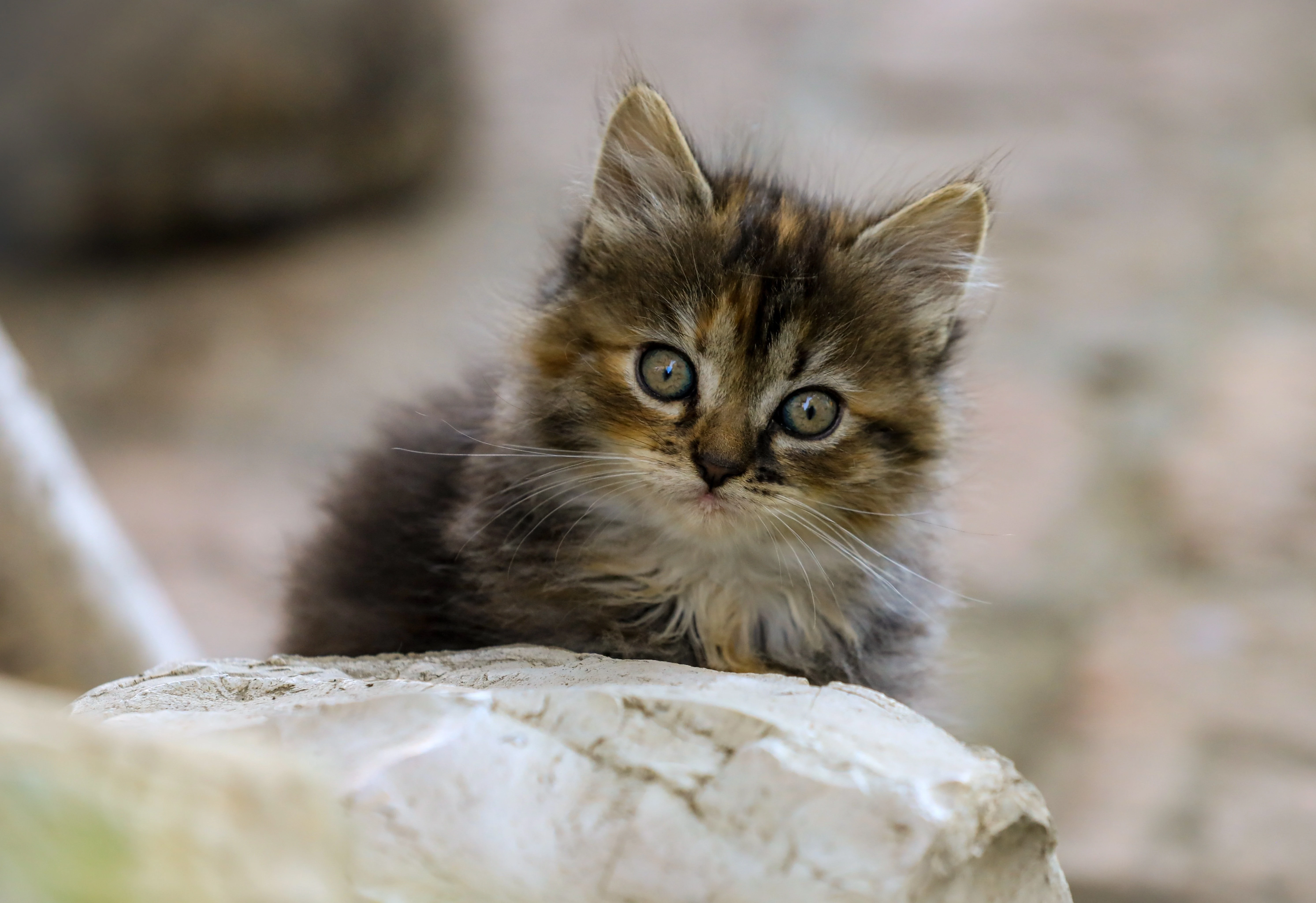 可爱猫咪高清图片 萌宠小猫壁纸大全