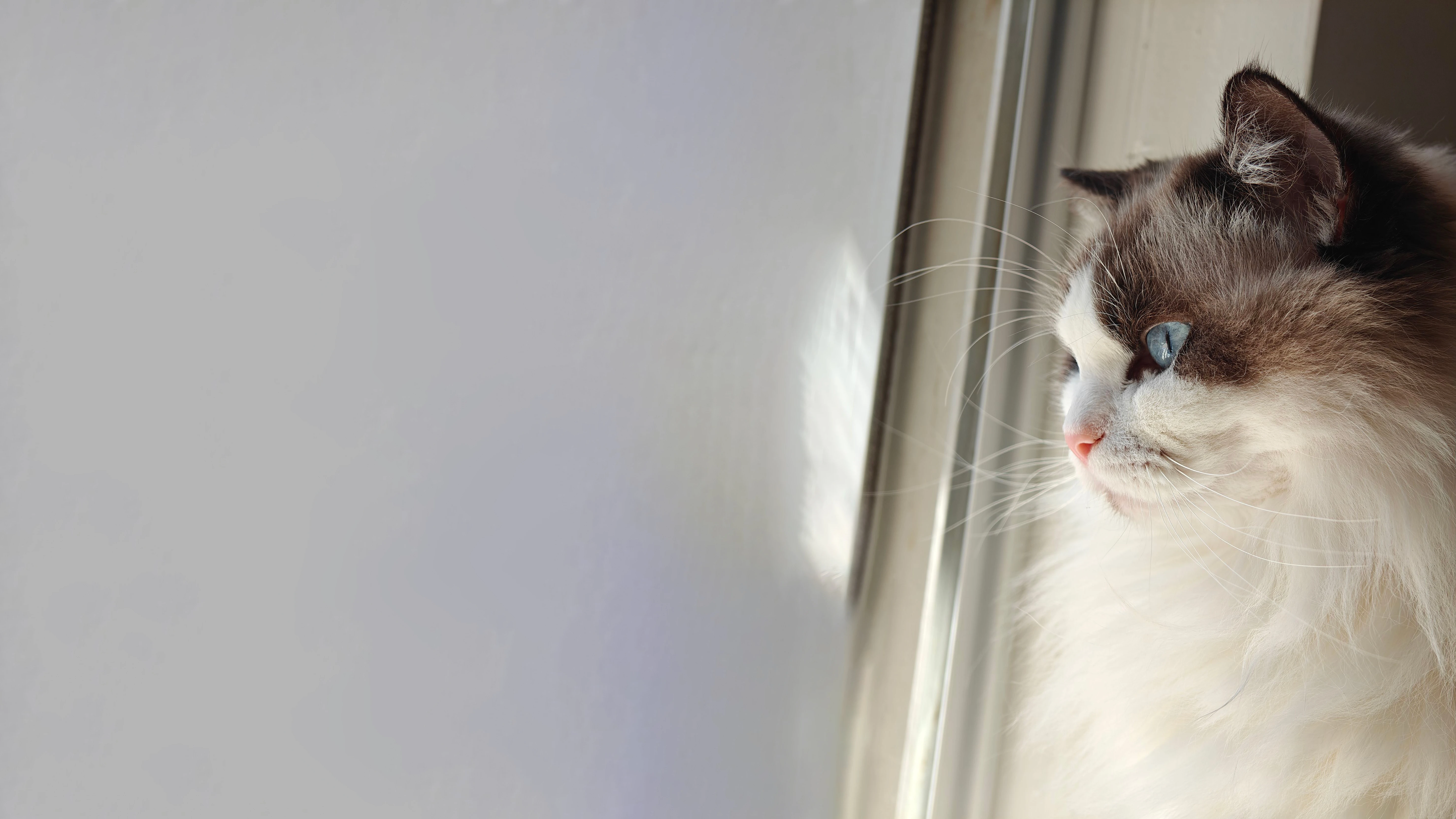 可爱小猫壁纸 猫咪图片高清合集