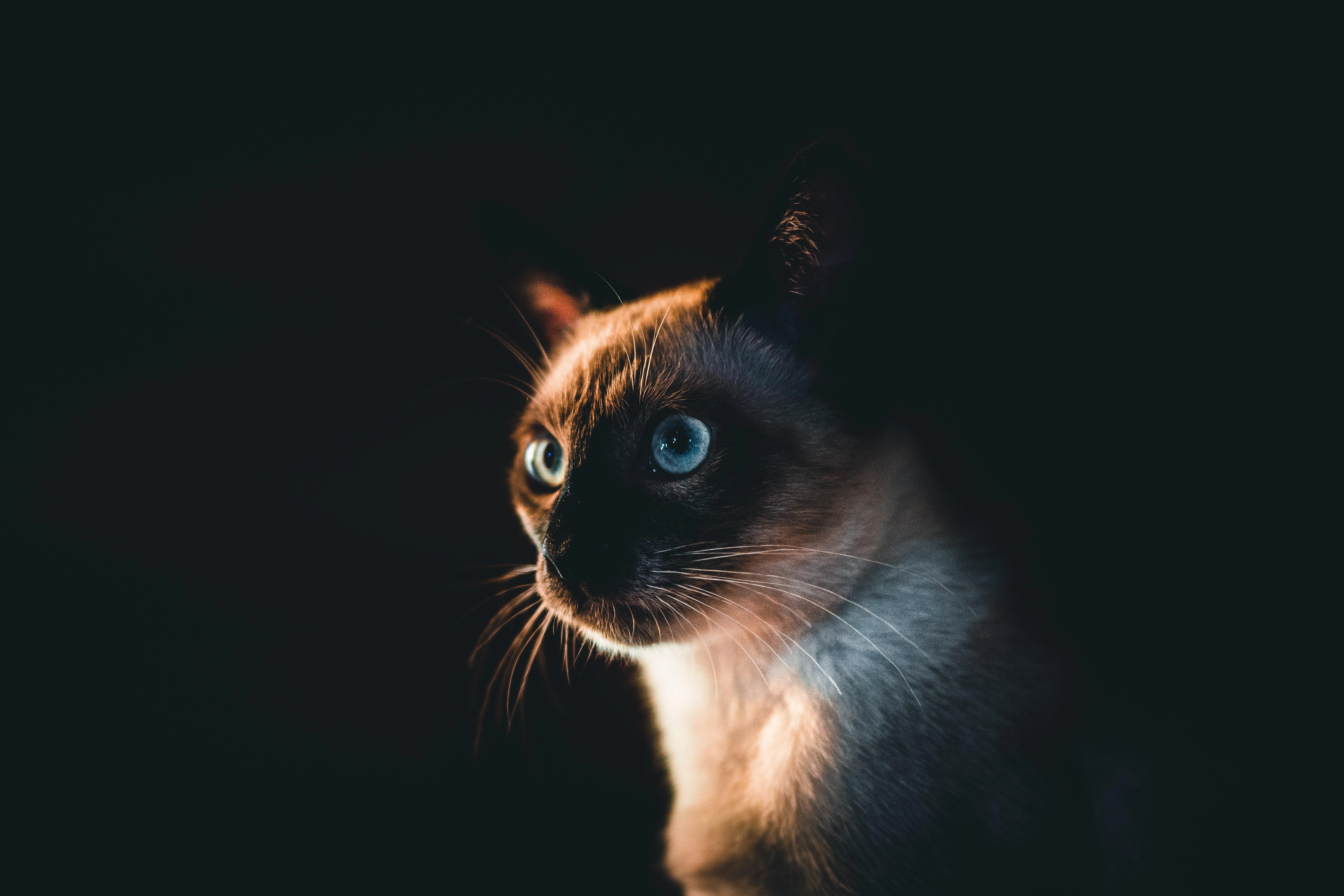 黑猫好奇玩逗猫棒 趣味素材