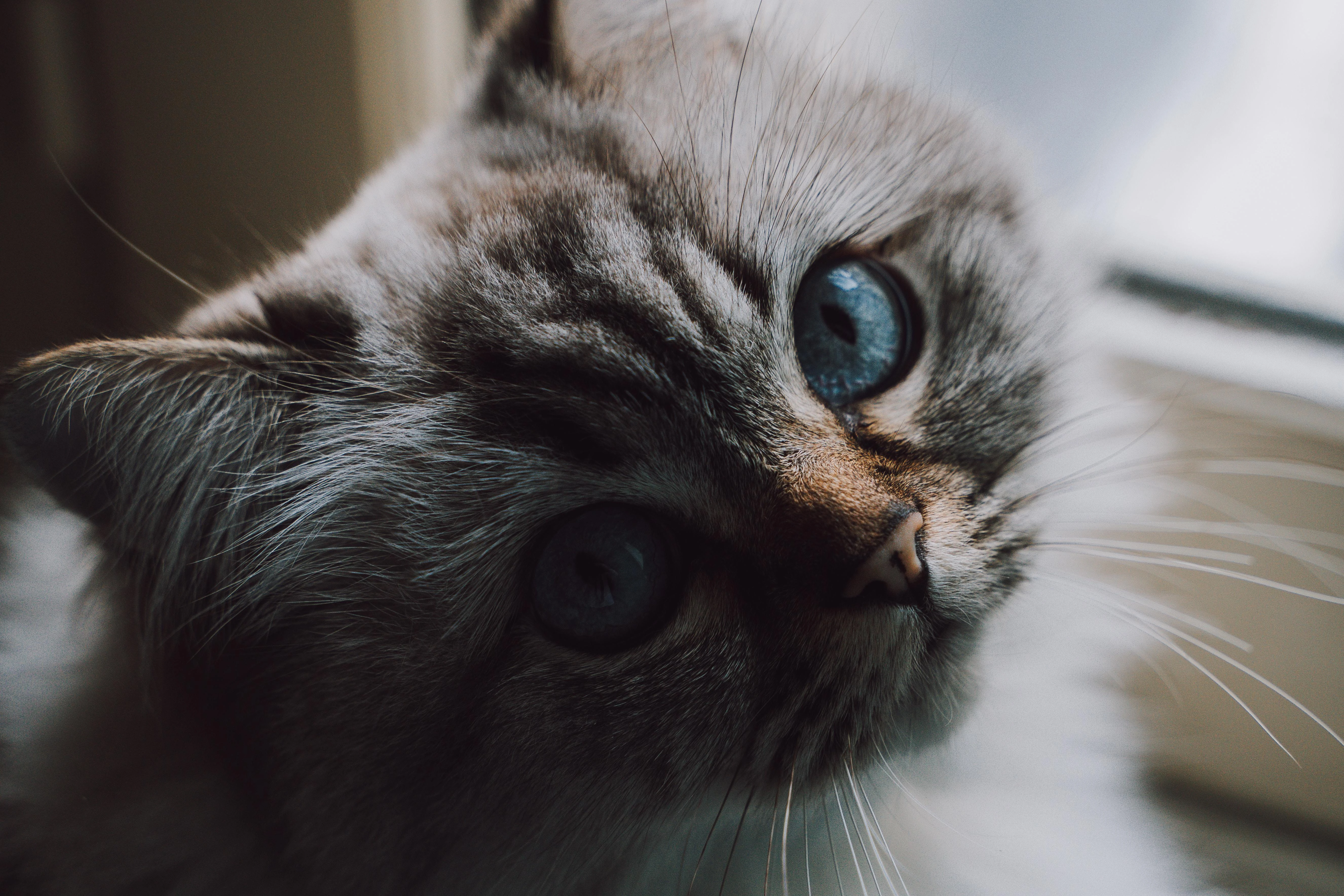 三花猫歪头看镜头 萌系图片