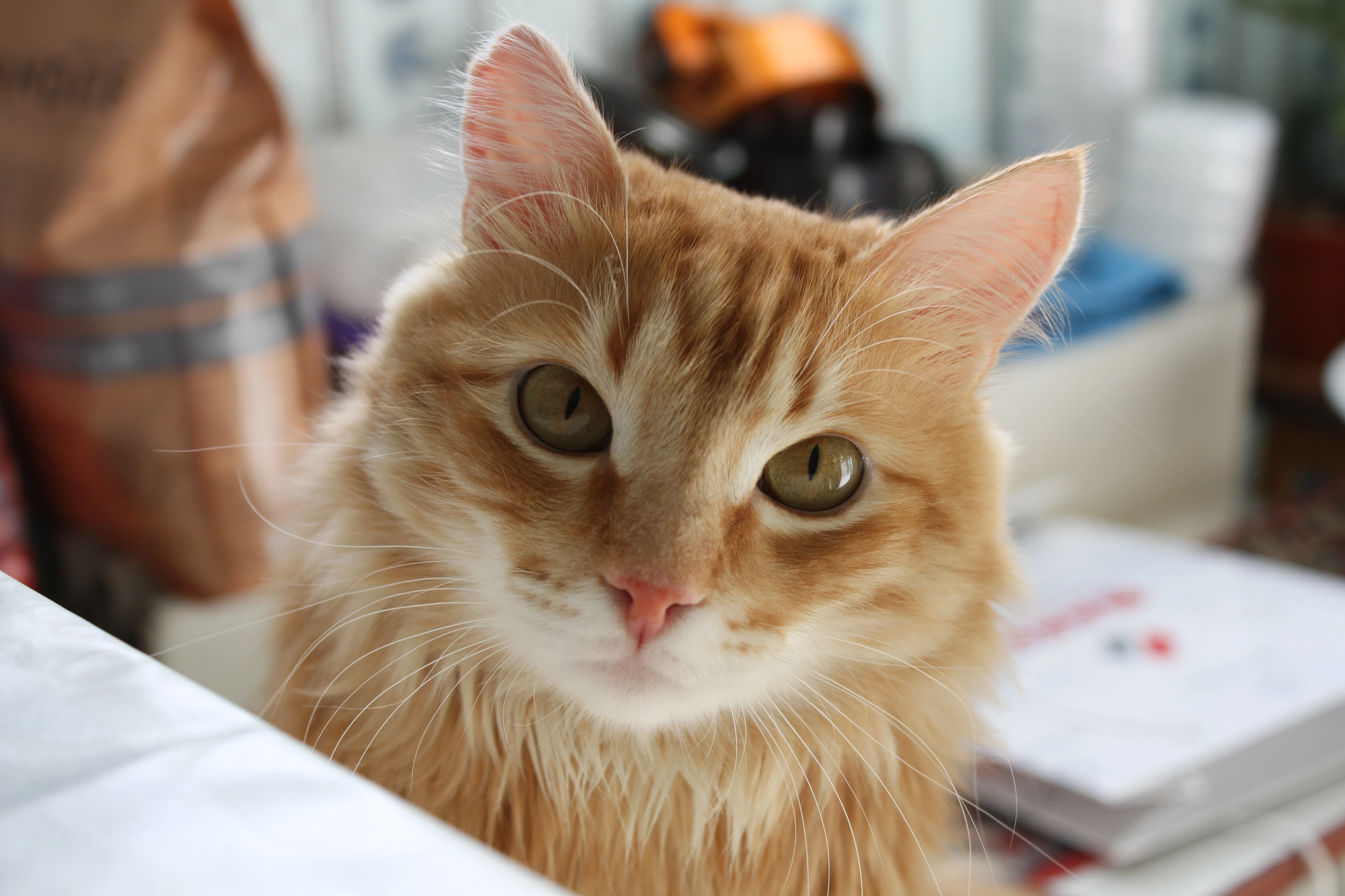 萌宠猫咪摄影 小猫高清图片壁纸