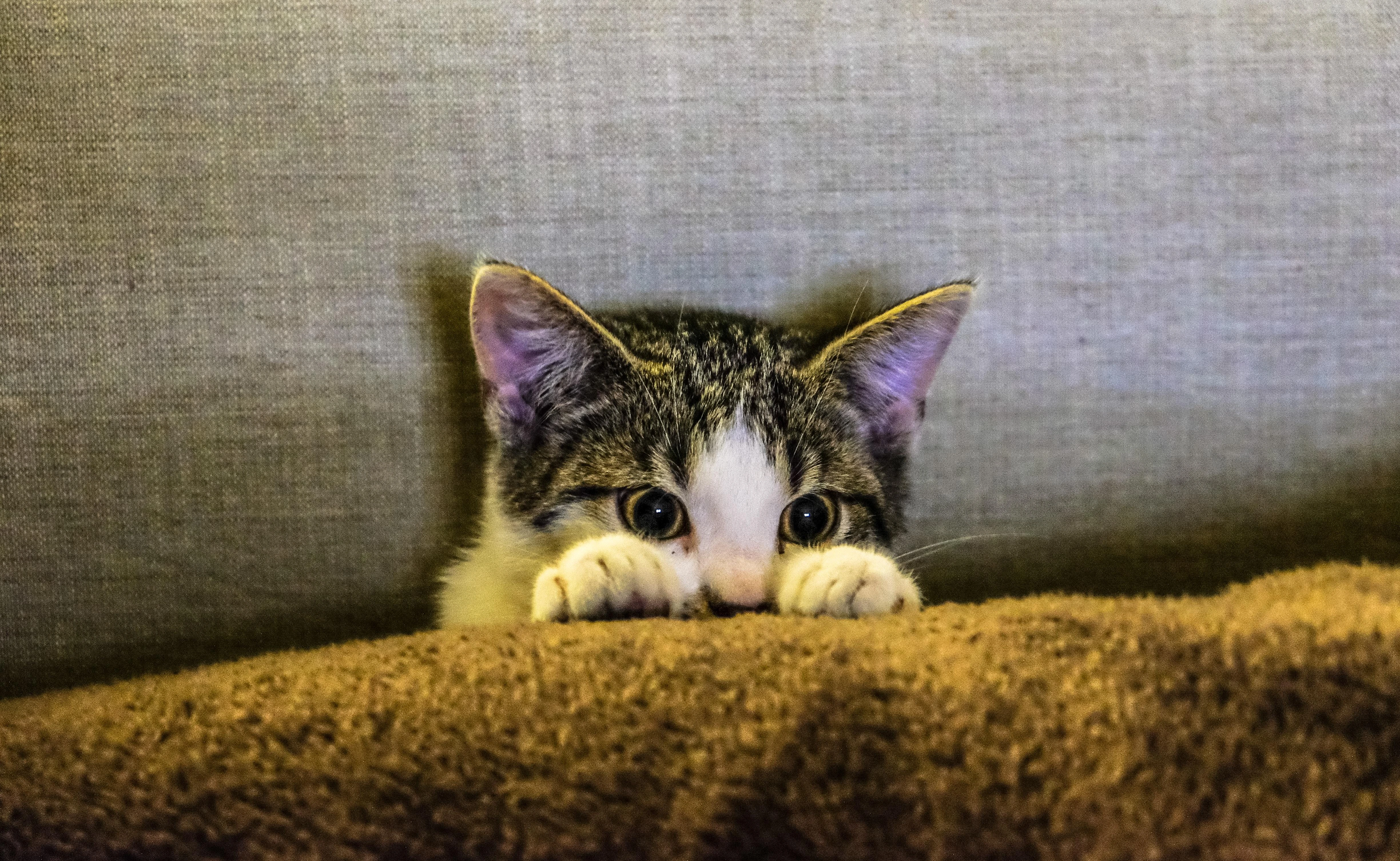 三花猫歪头看镜头 萌系图片