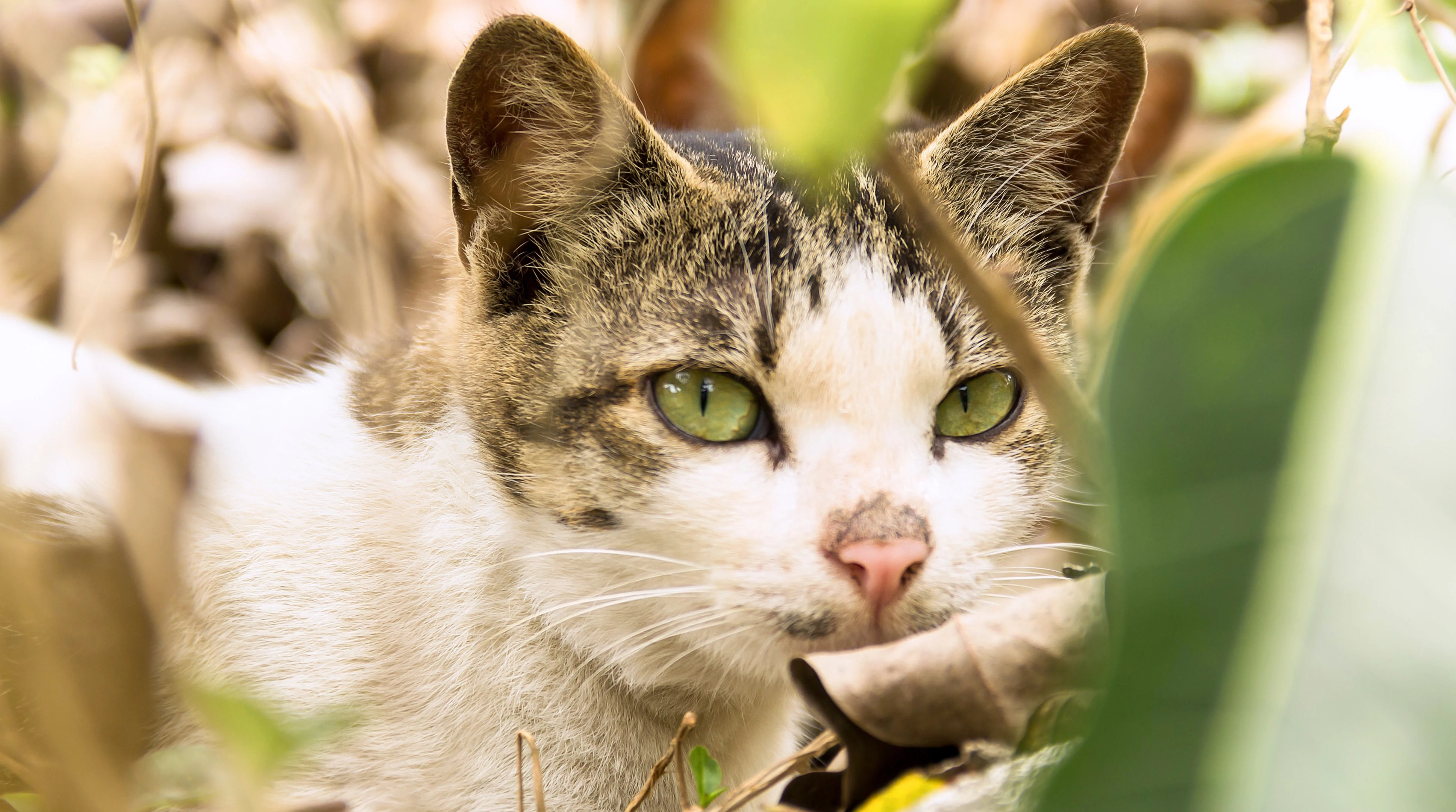 橘猫慵懒趴在窗台 高清图片