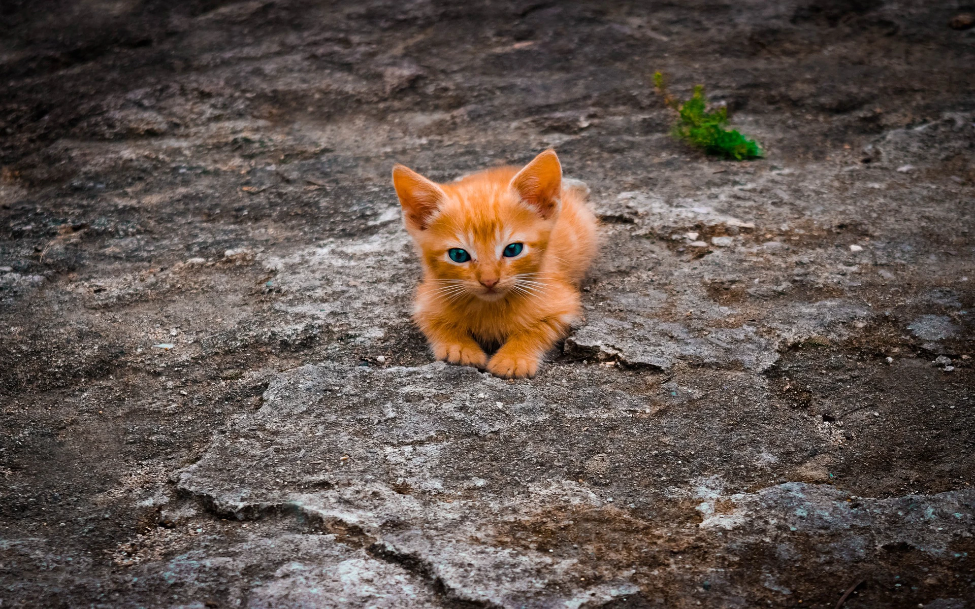 小猫图片大全 萌宠猫咪高清摄影素材