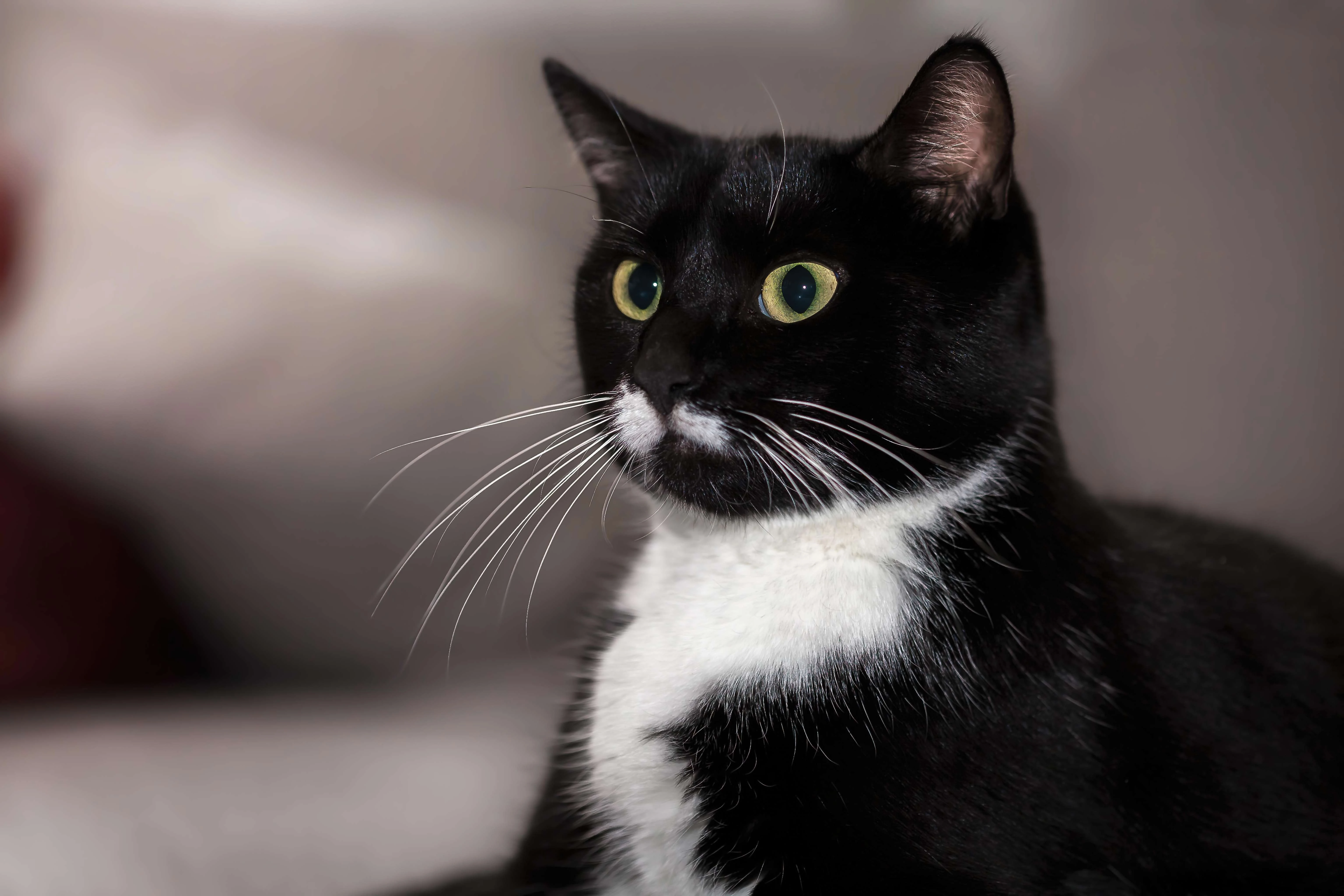 猫咪图片素材 可爱小猫壁纸大全