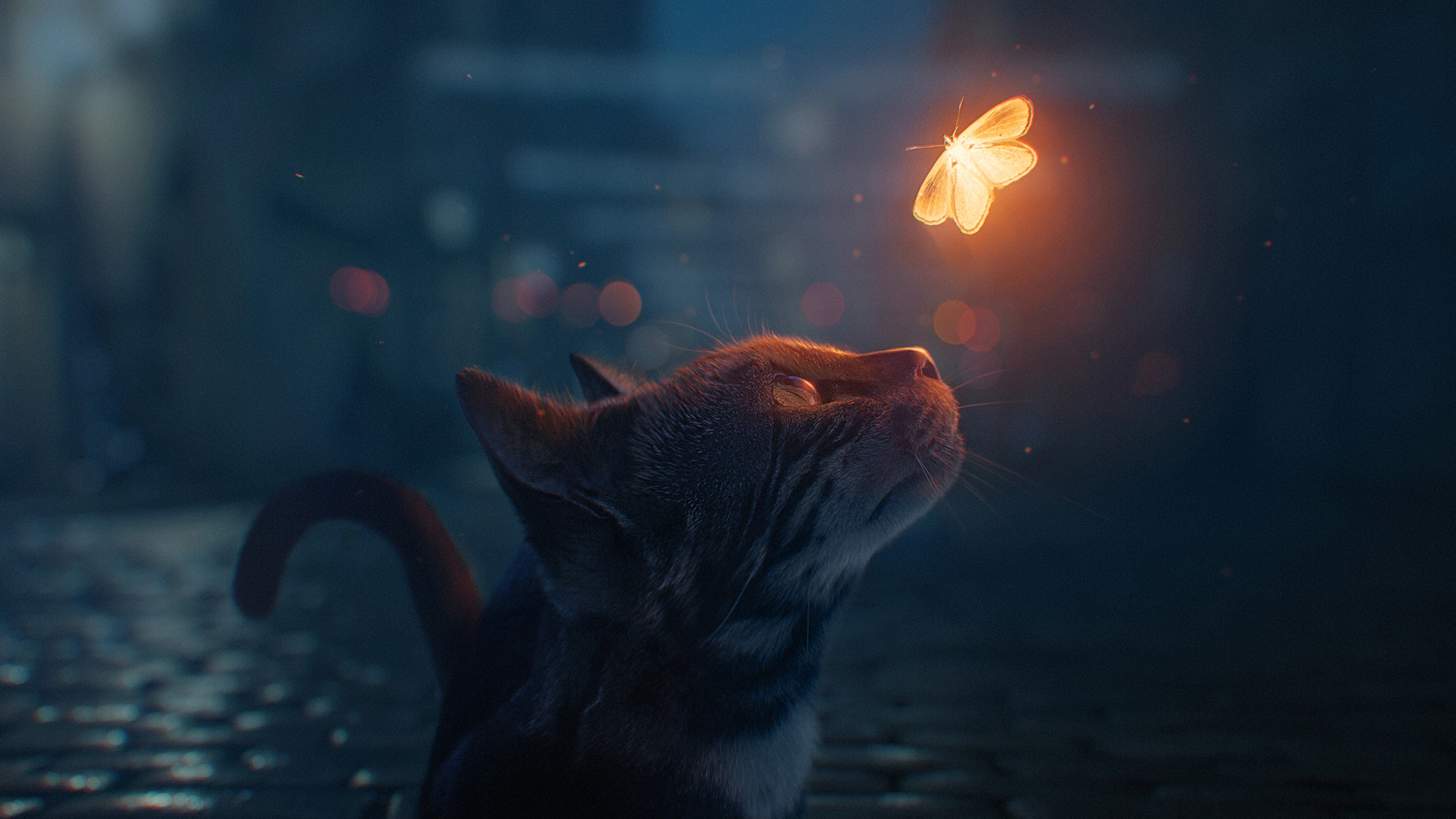 可爱猫咪壁纸 小猫高清摄影图片