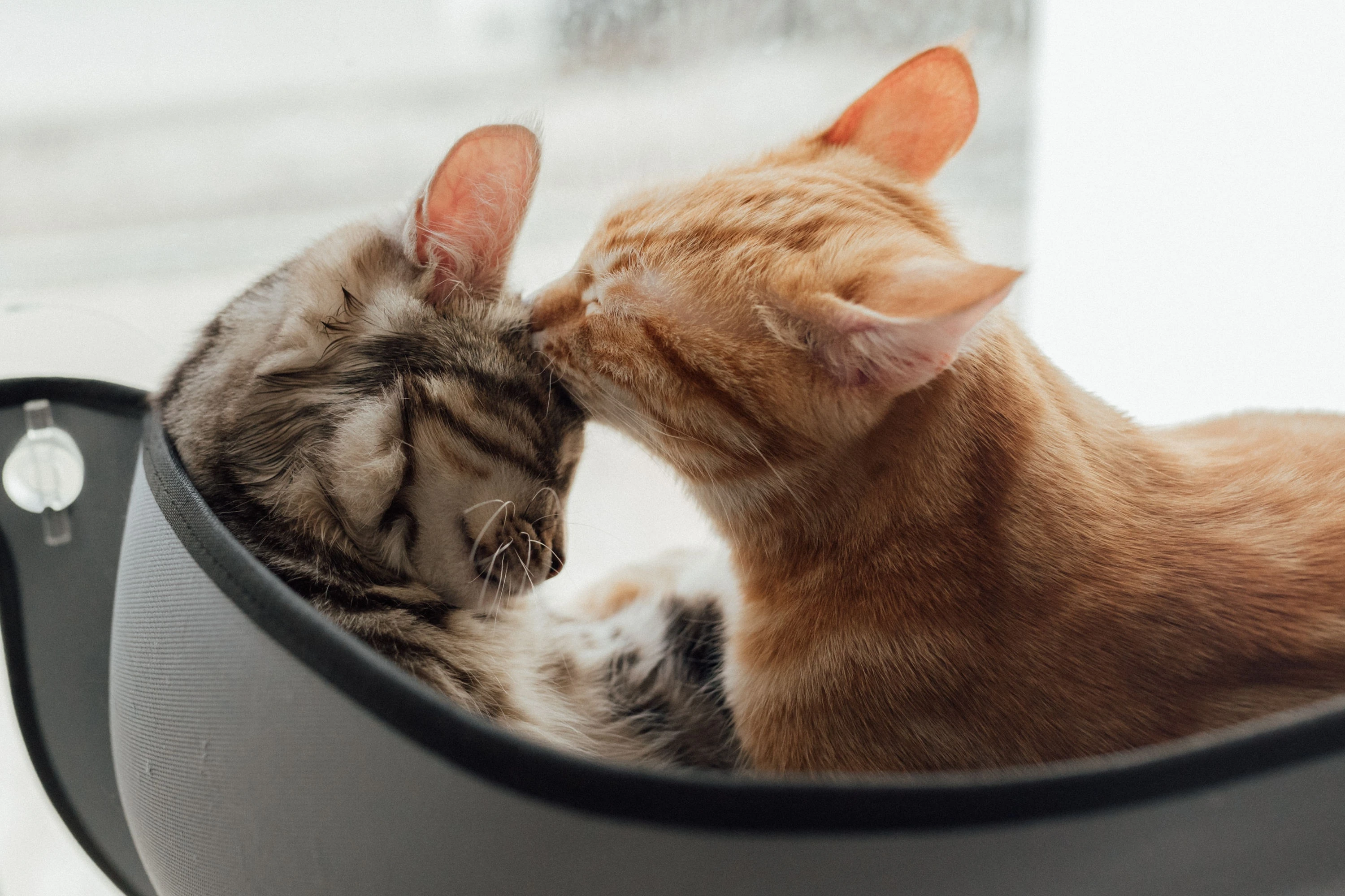 萌宠猫咪摄影 小猫高清图片壁纸
